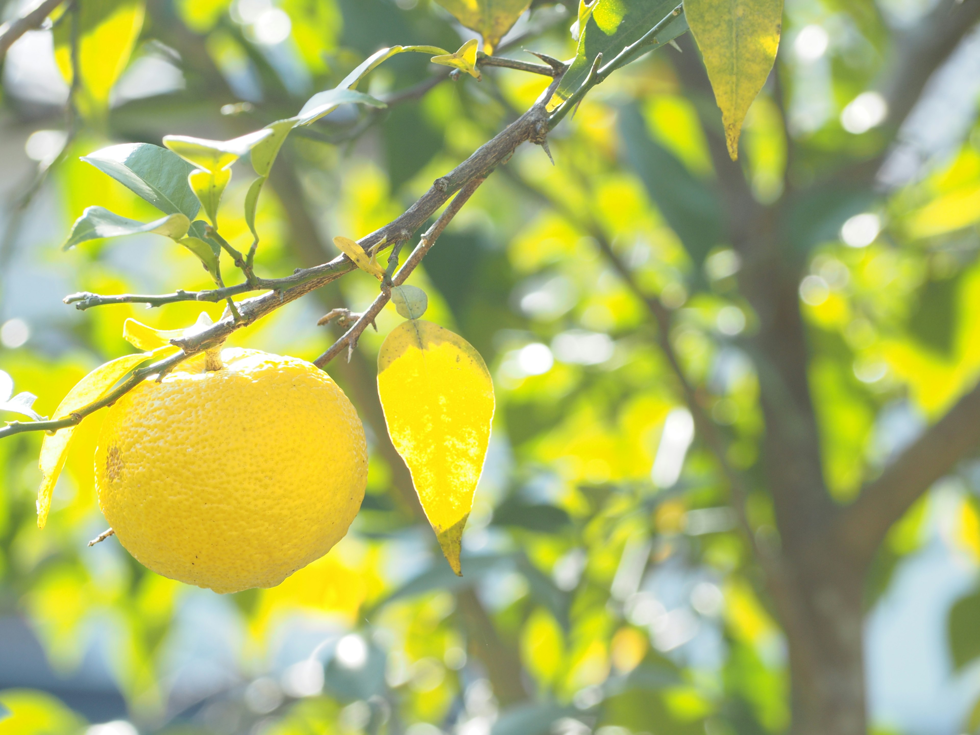 Frutto di limone giallo appeso tra foglie verdi