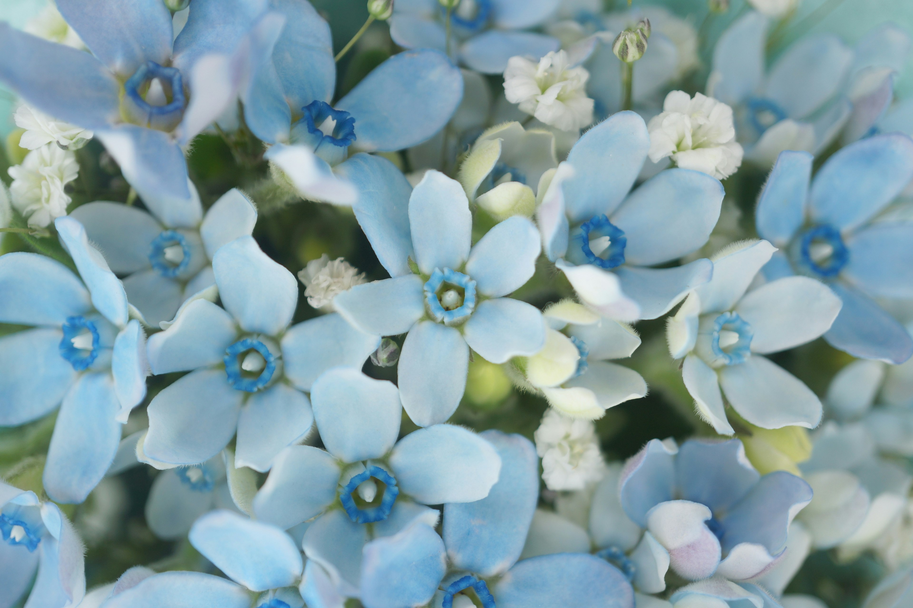 Acercamiento de pequeñas flores azules con centros blancos