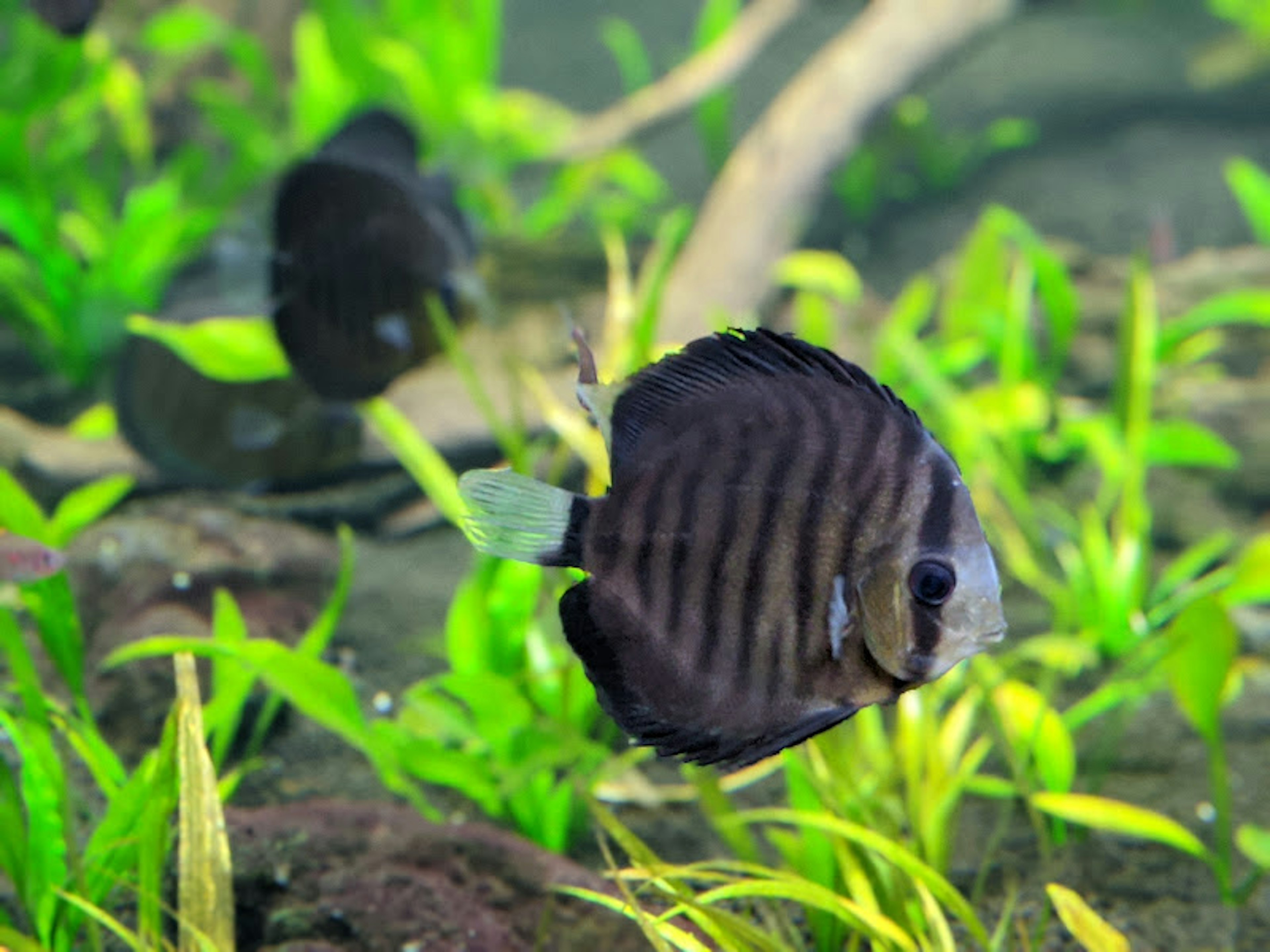 水草の間を泳ぐディスカスの魚が見える