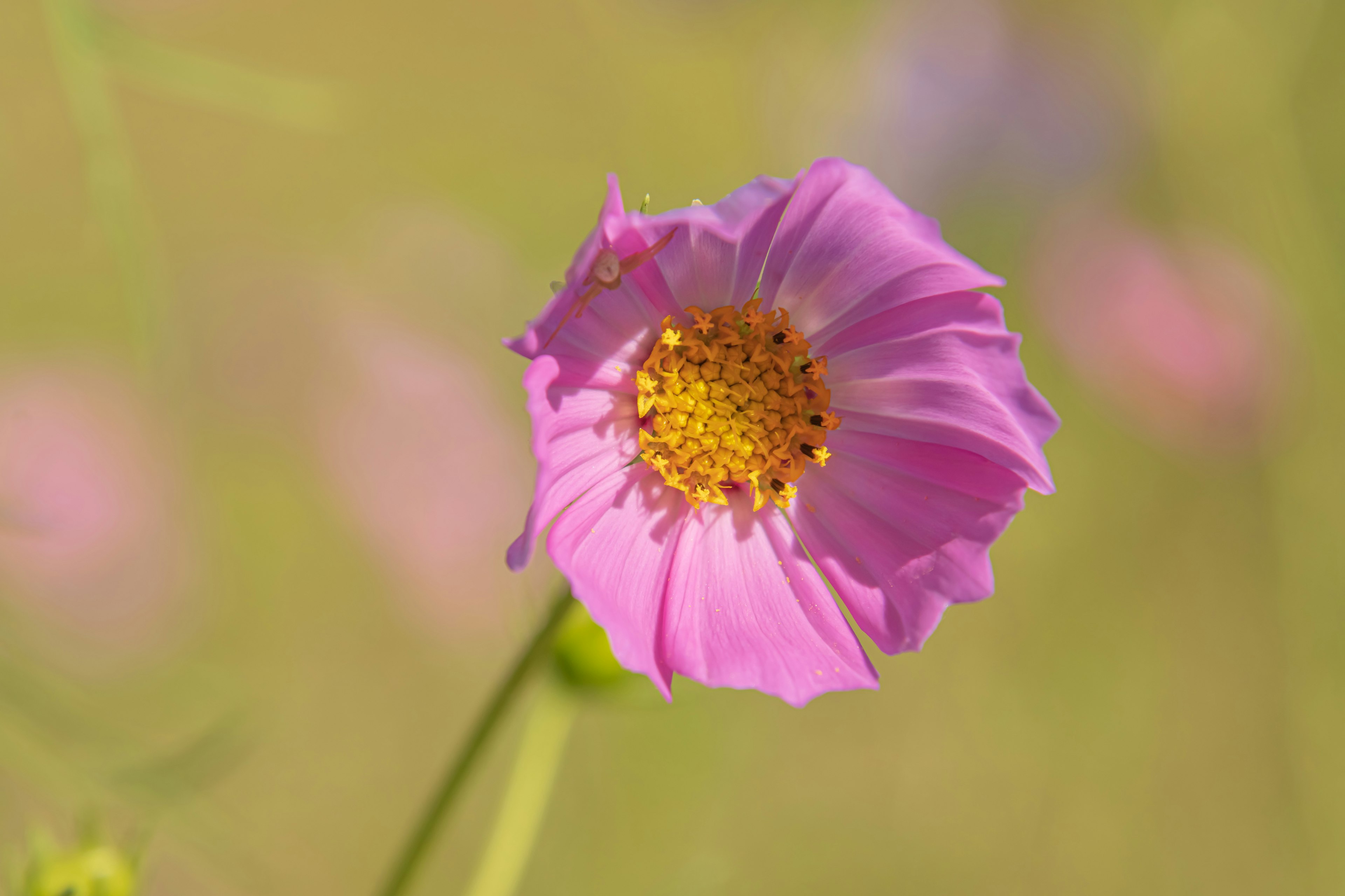 美しいピンクの花と鮮やかな黄色の中心部が特徴的な花