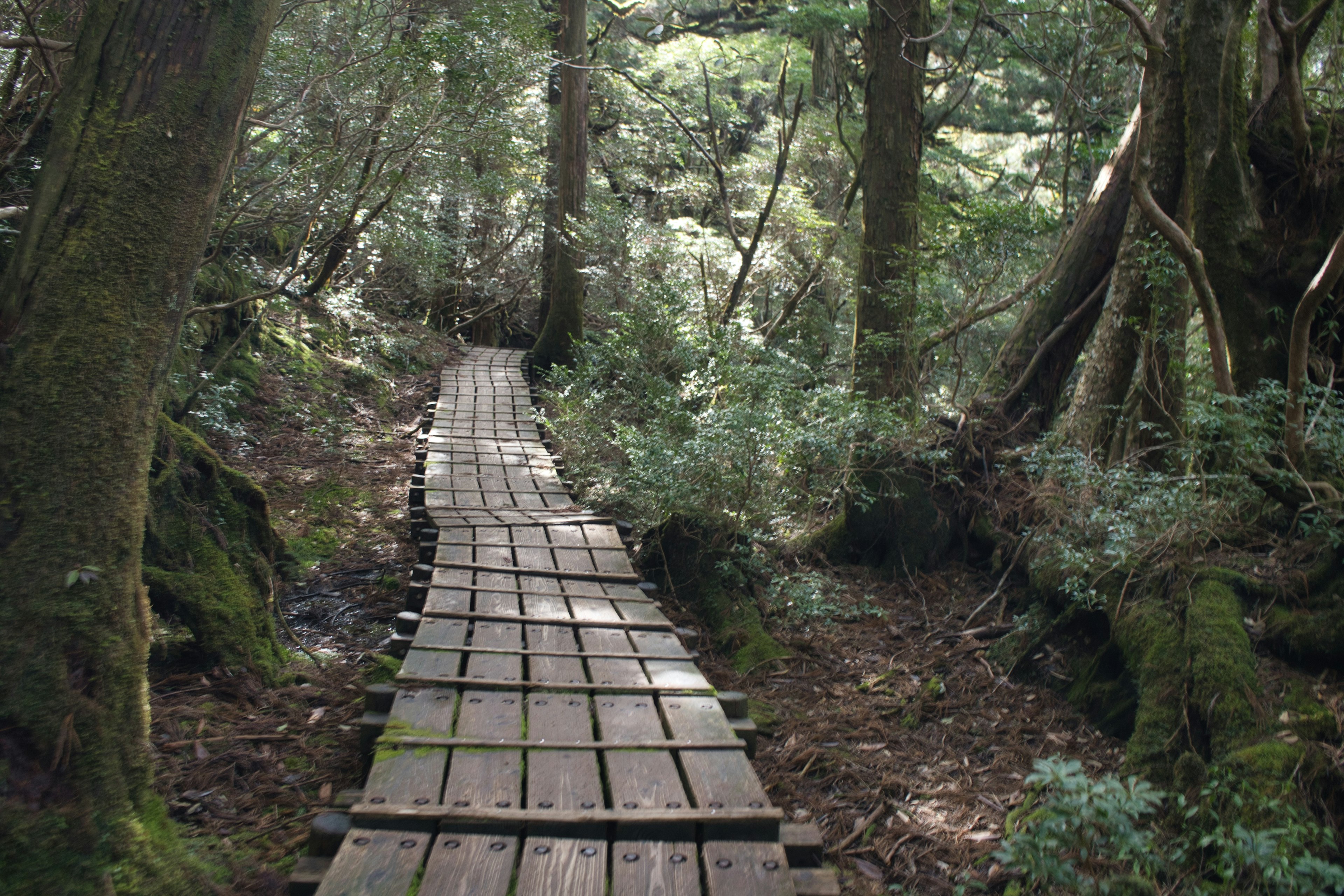 Curved wooden walkway in a lush green forest