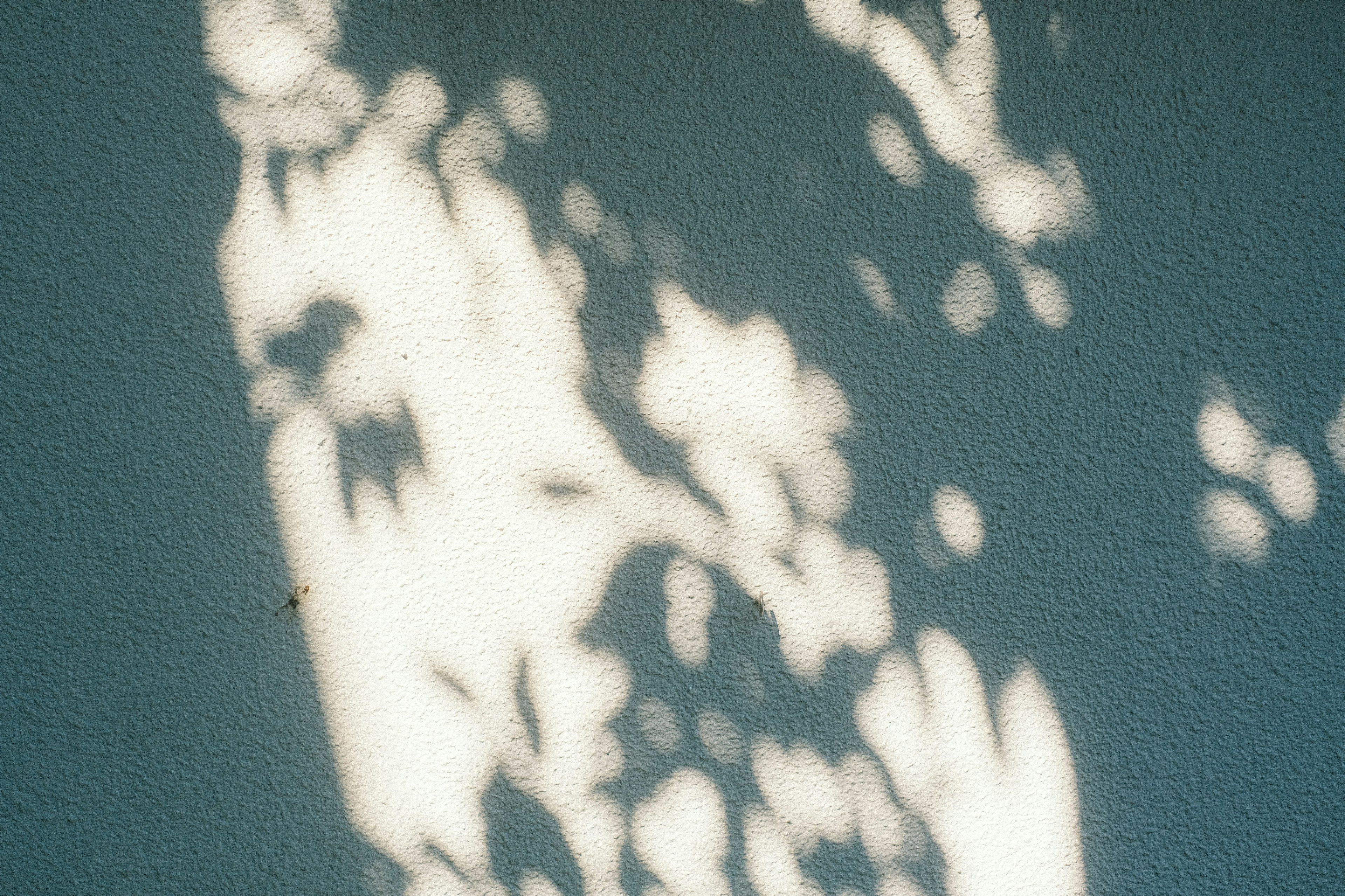 Sombras suaves de hojas proyectadas sobre una pared azul