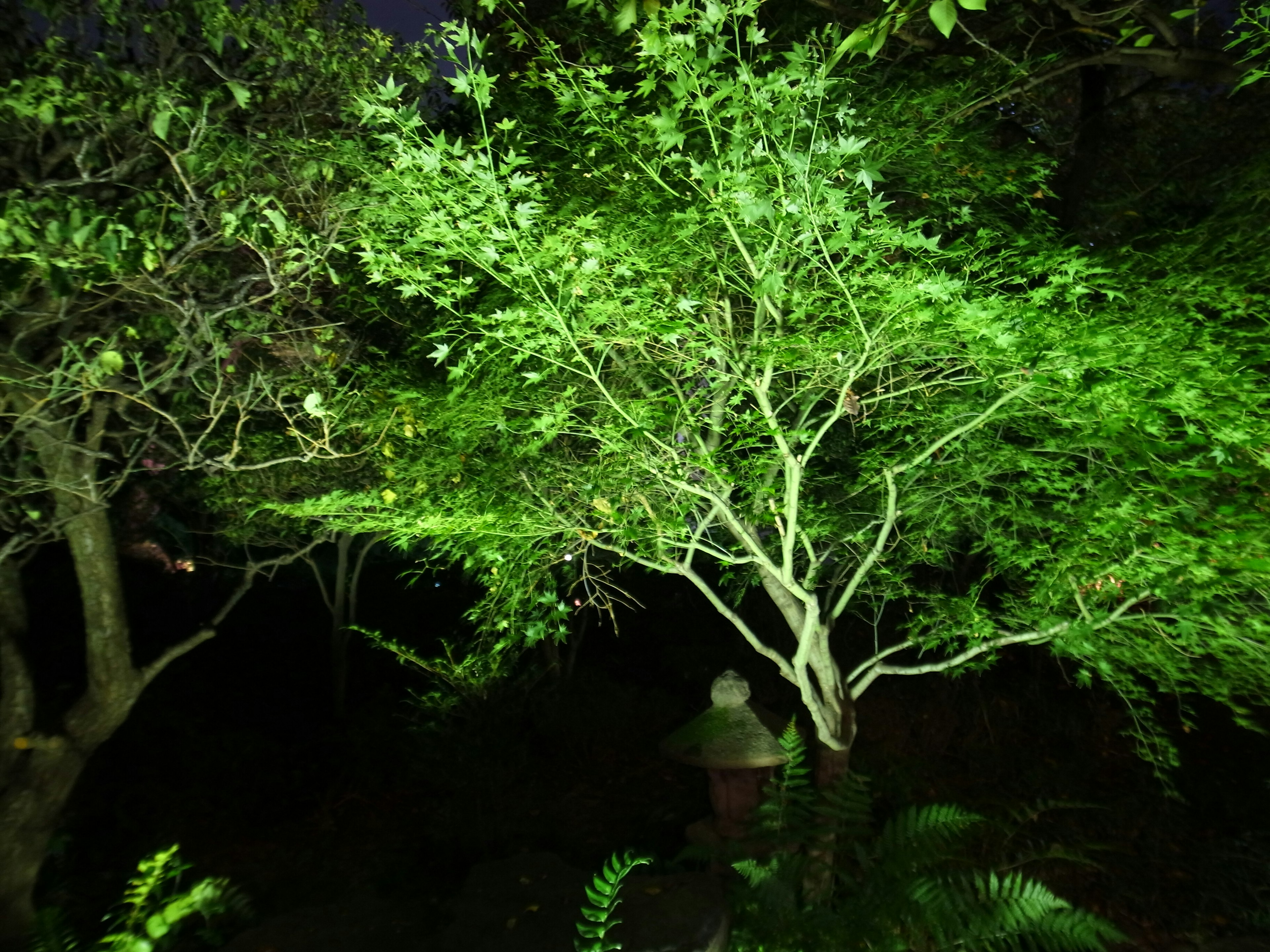 夜の庭に緑の葉を持つ木が映える