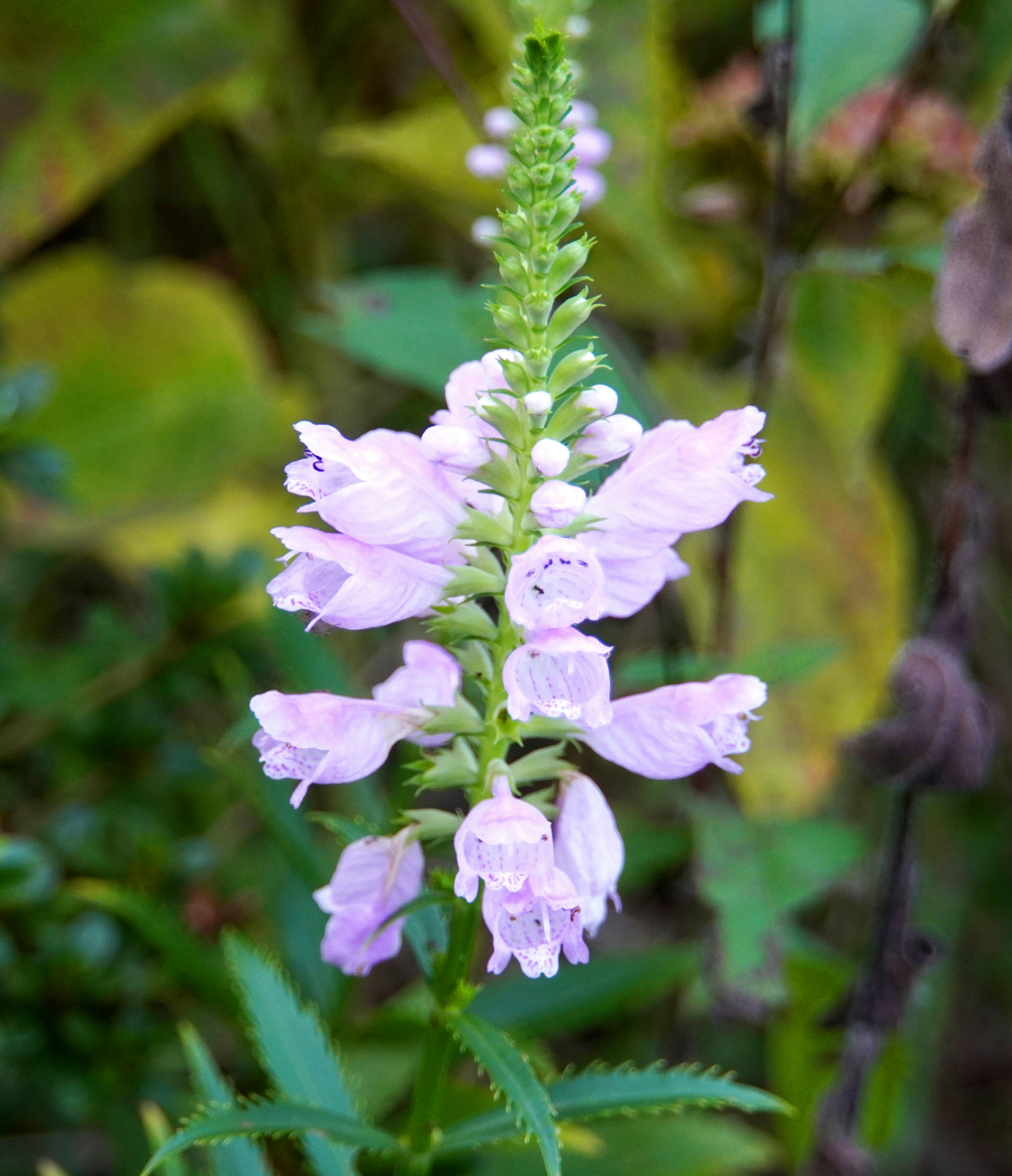 Nahaufnahme einer Pflanze mit blassen lila Blüten