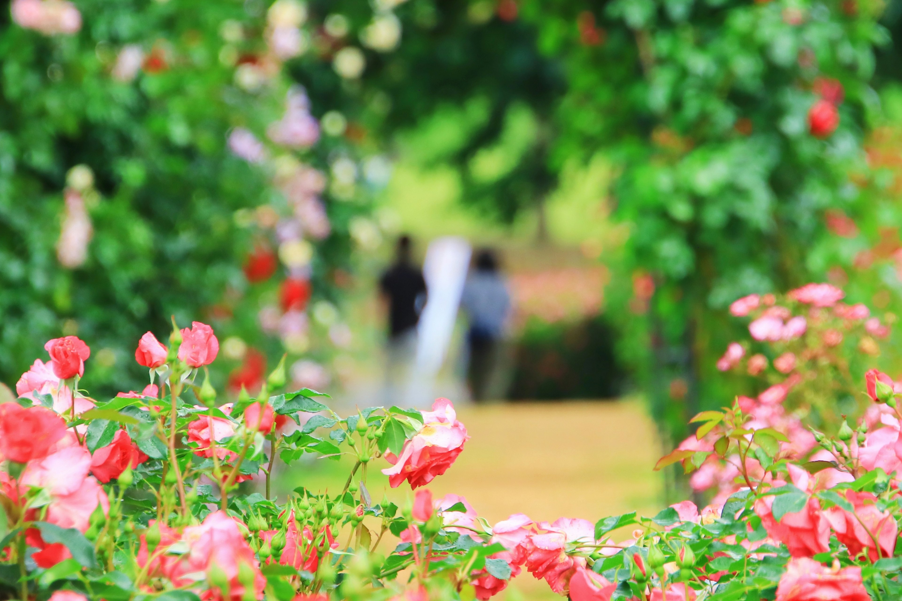 Silhouette di due persone che camminano lungo un bellissimo sentiero di giardino fiancheggiato da rose in fiore