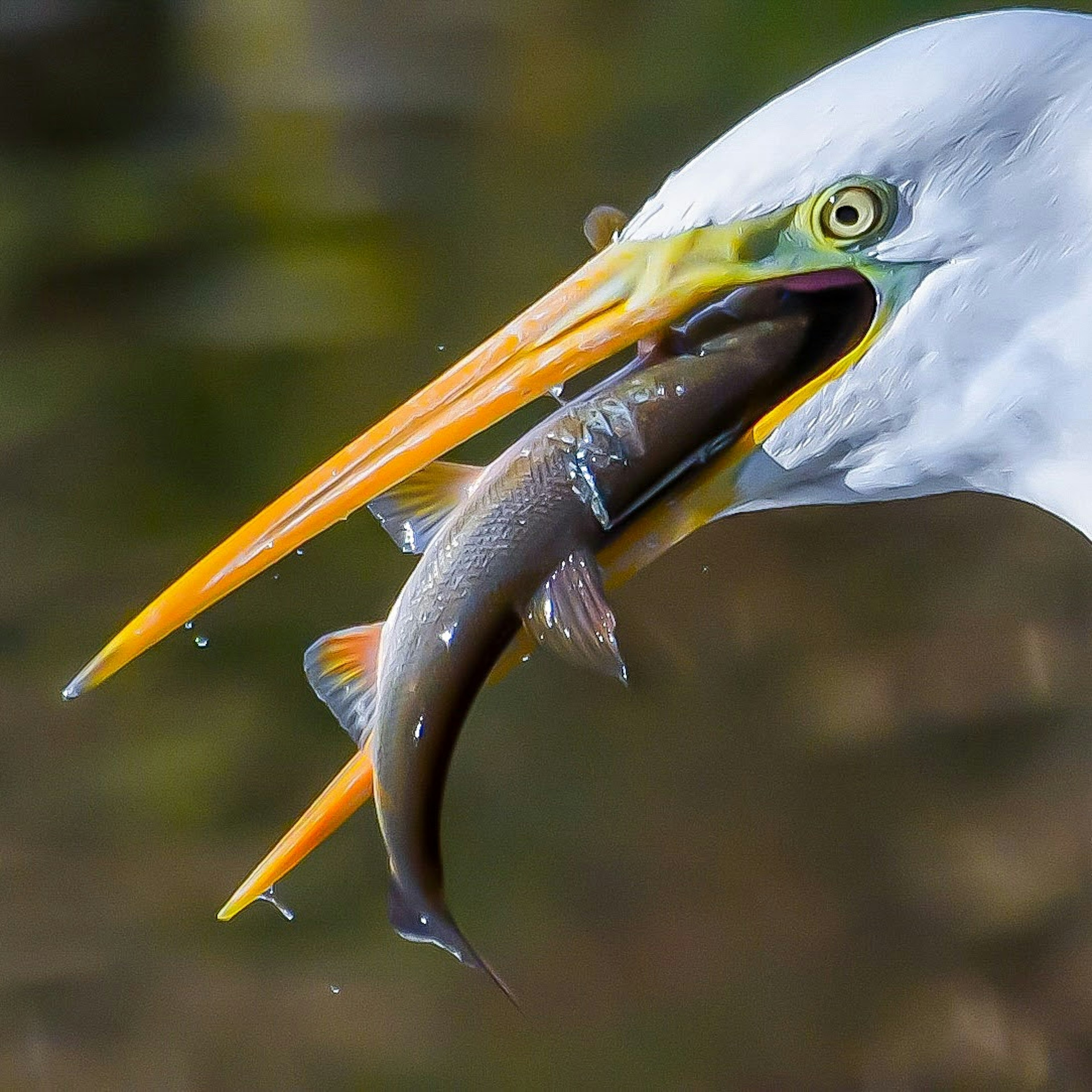 白鷺が魚を捕まえている瞬間のクローズアップ