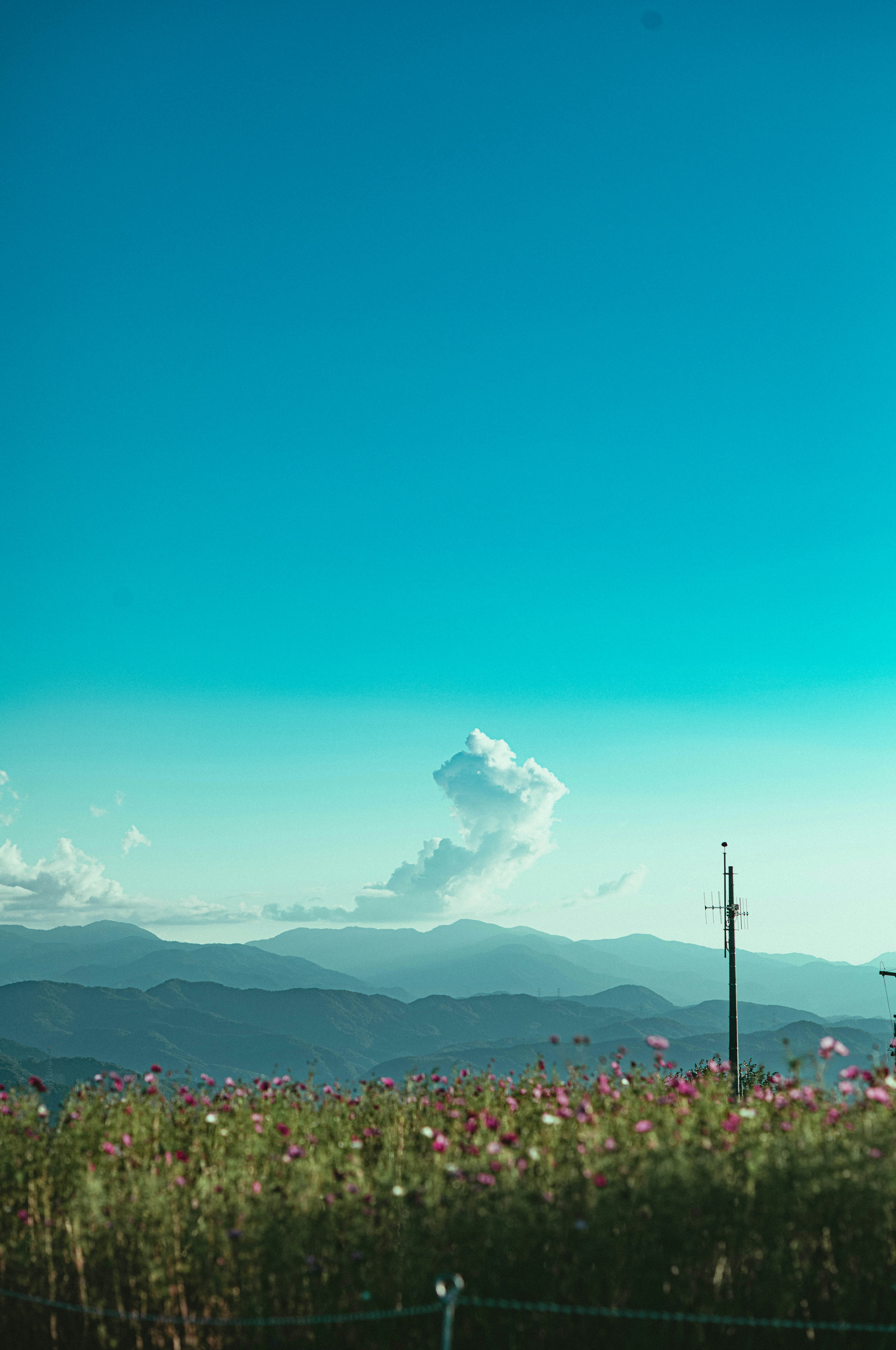 青空と雲が広がる風景に花が咲く風景