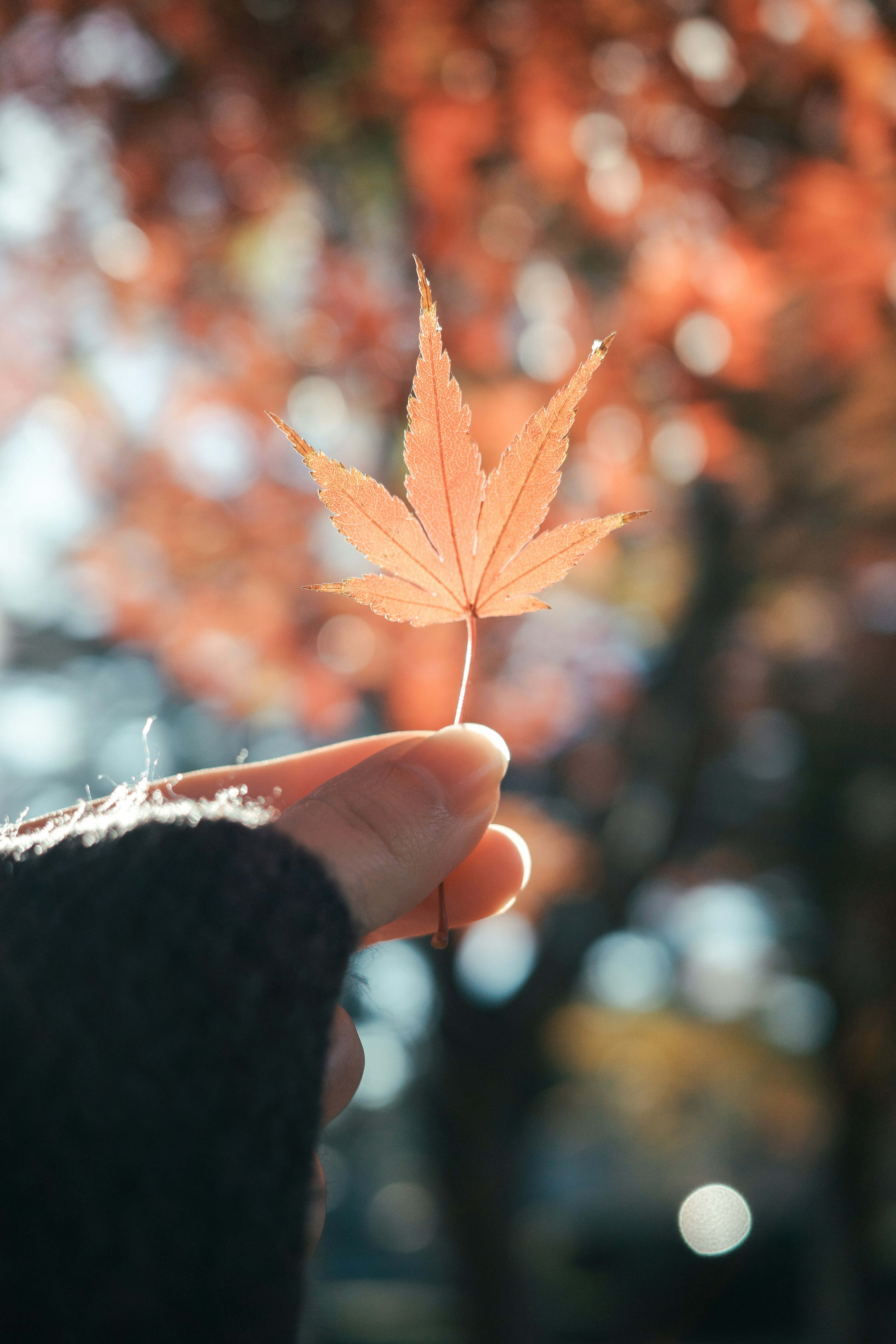 手に持たれた秋の紅葉の葉と背景のぼやけた赤い葉