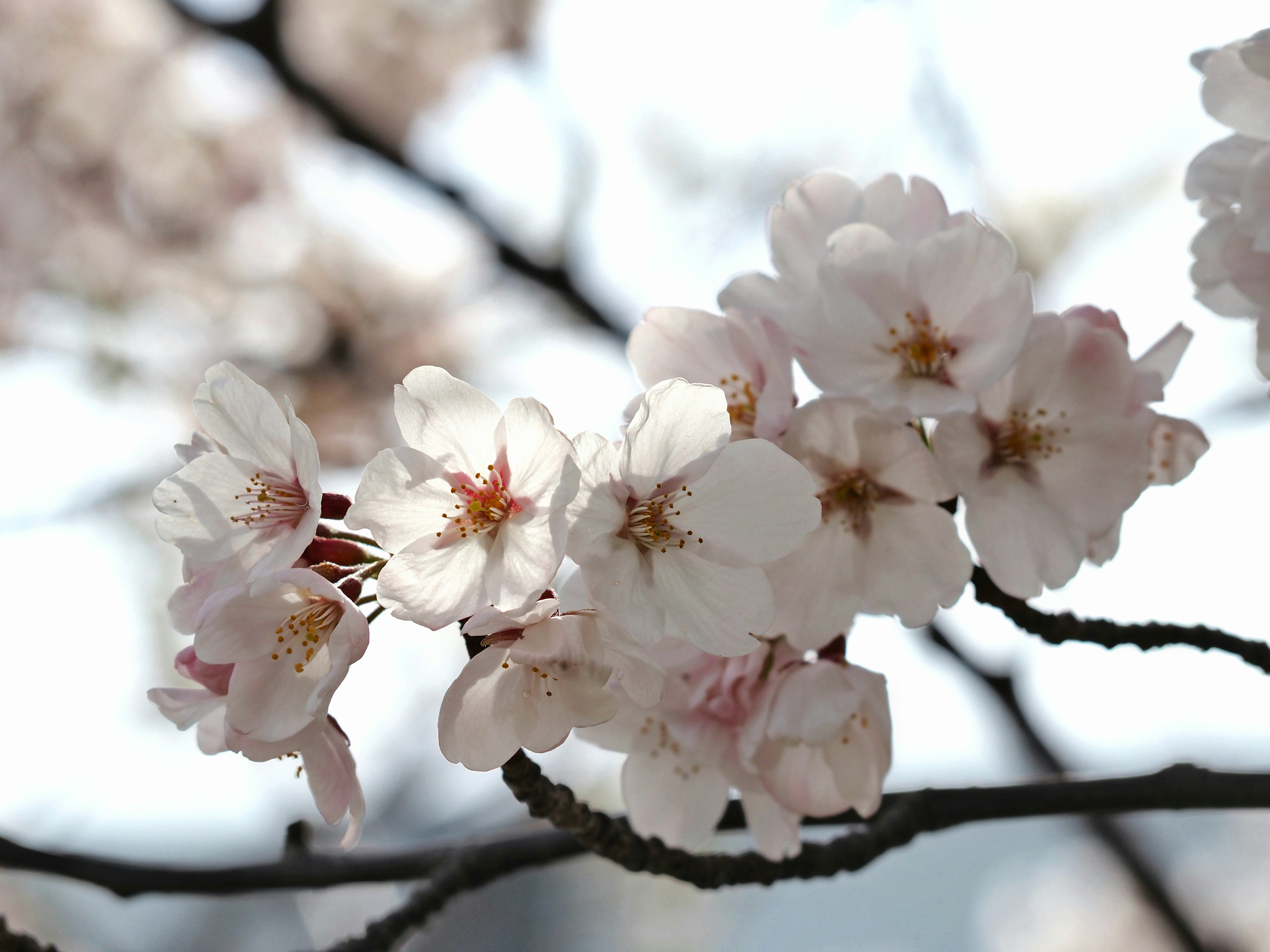 Close-up of cherry blossom flowers on a branch