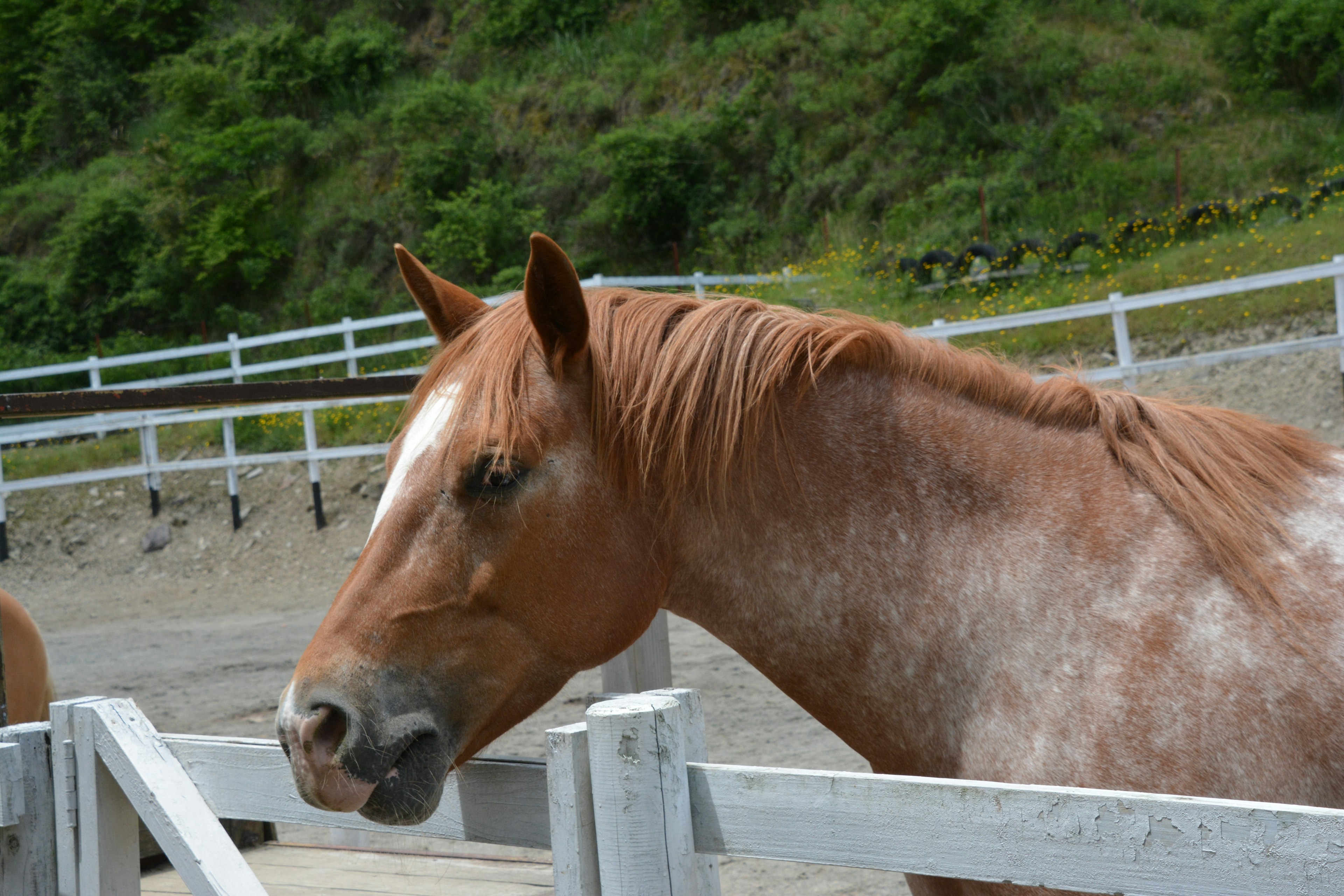 Un cheval brun se tenant près d'une clôture avec des collines vertes en arrière-plan