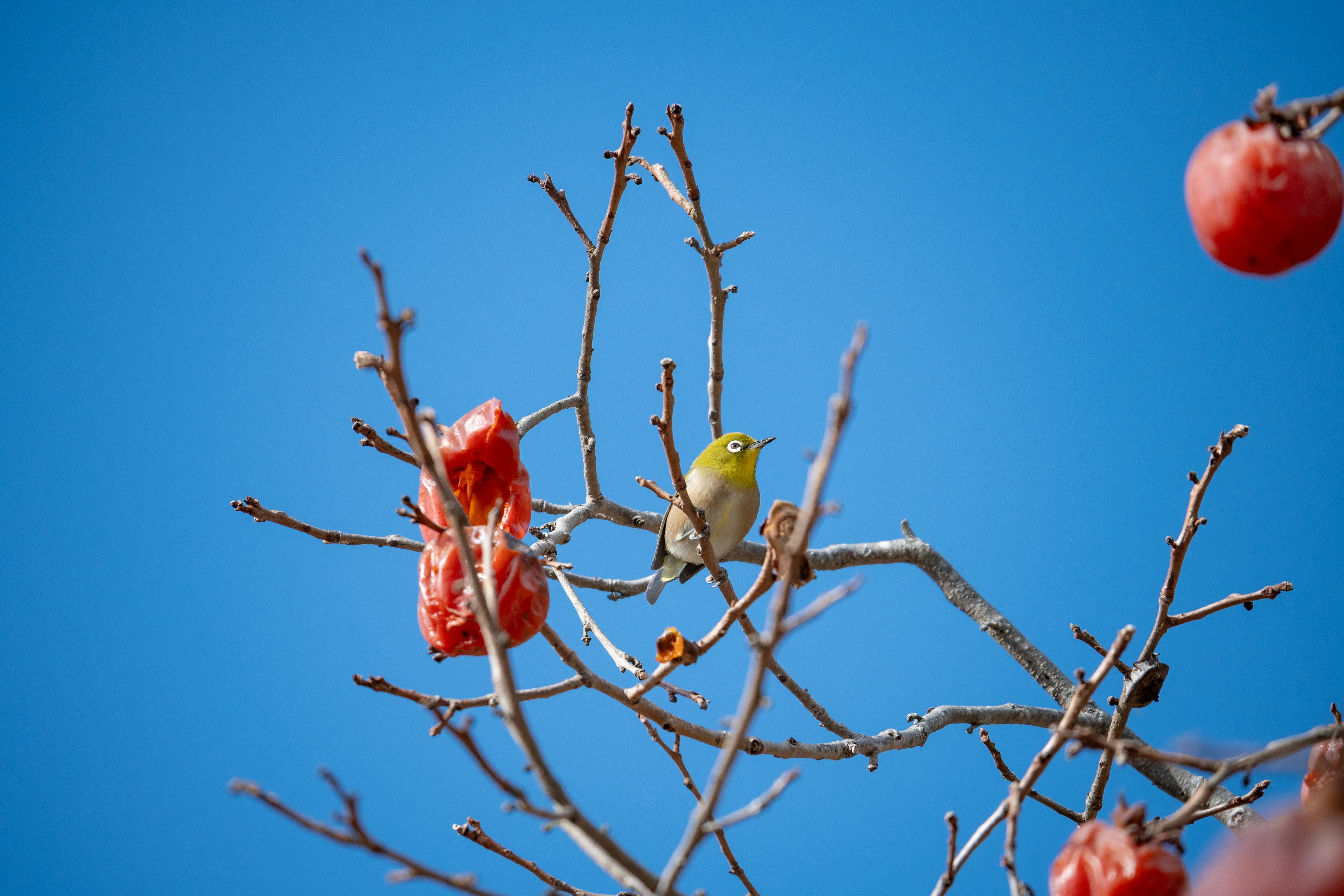 Ein Ast mit roten Früchten und einem grünen Vogel vor einem blauen Himmel