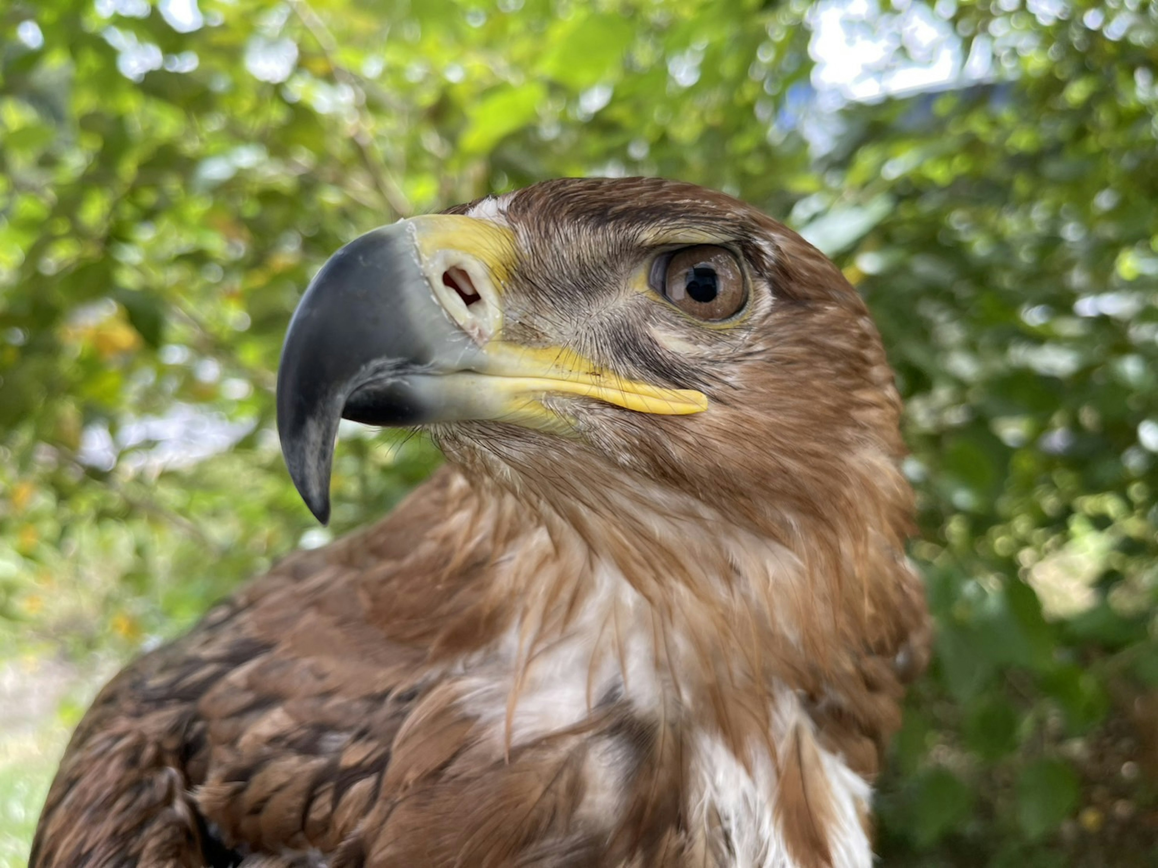 Nahaufnahme eines Falken mit lebendigem gelbem Schnabel und scharfen Augen