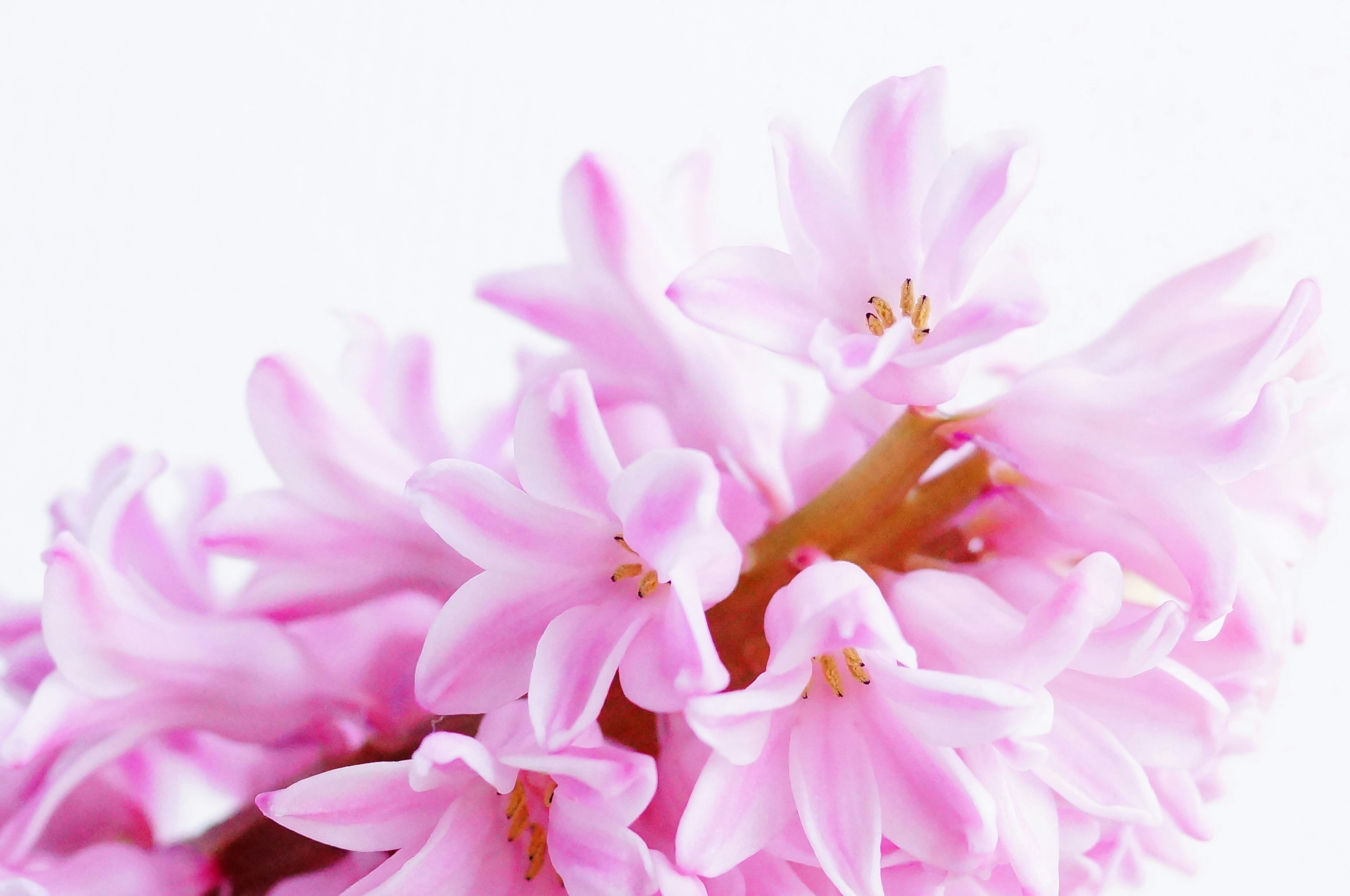 Cluster of soft pink hyacinth flowers