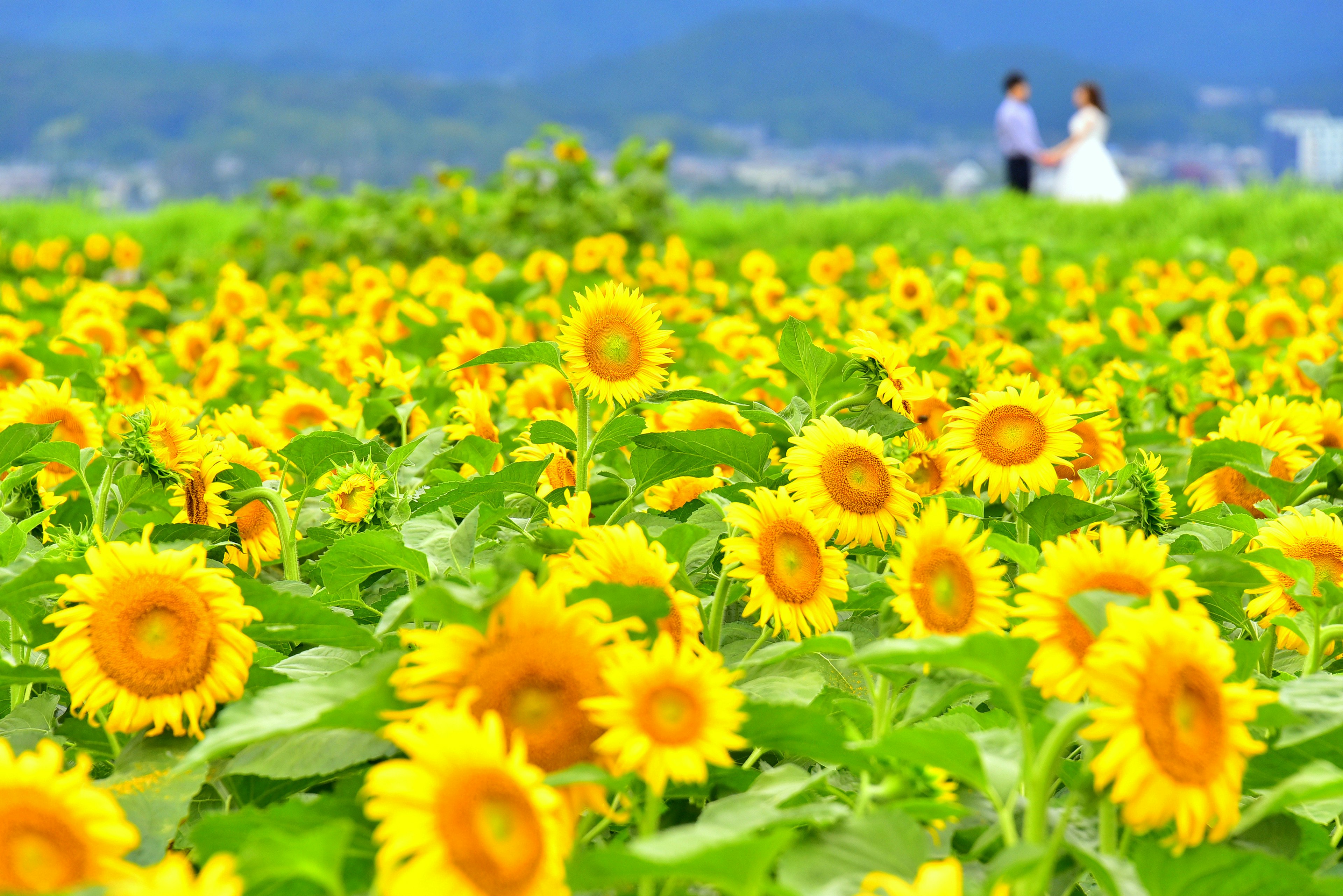 Un campo de girasoles vibrante con una pareja de novios al fondo