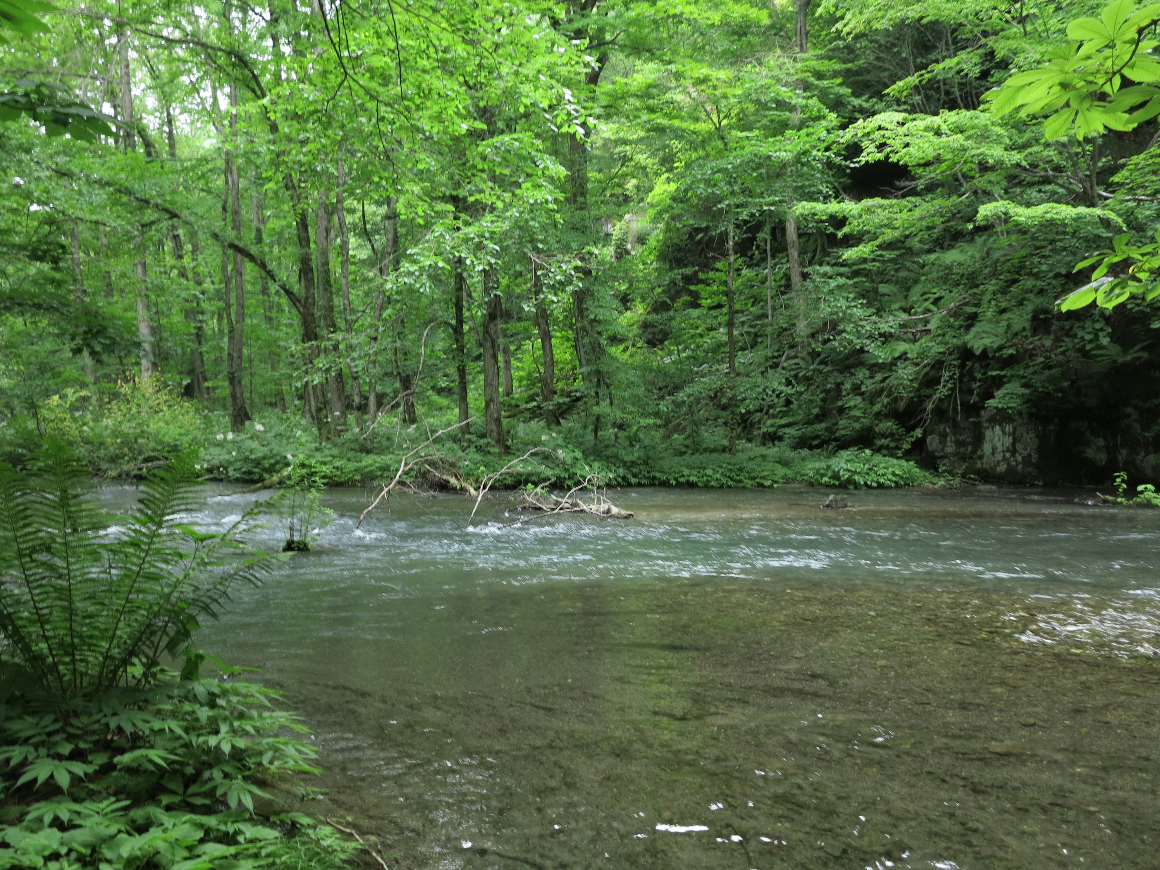 Serene stream surrounded by lush green trees