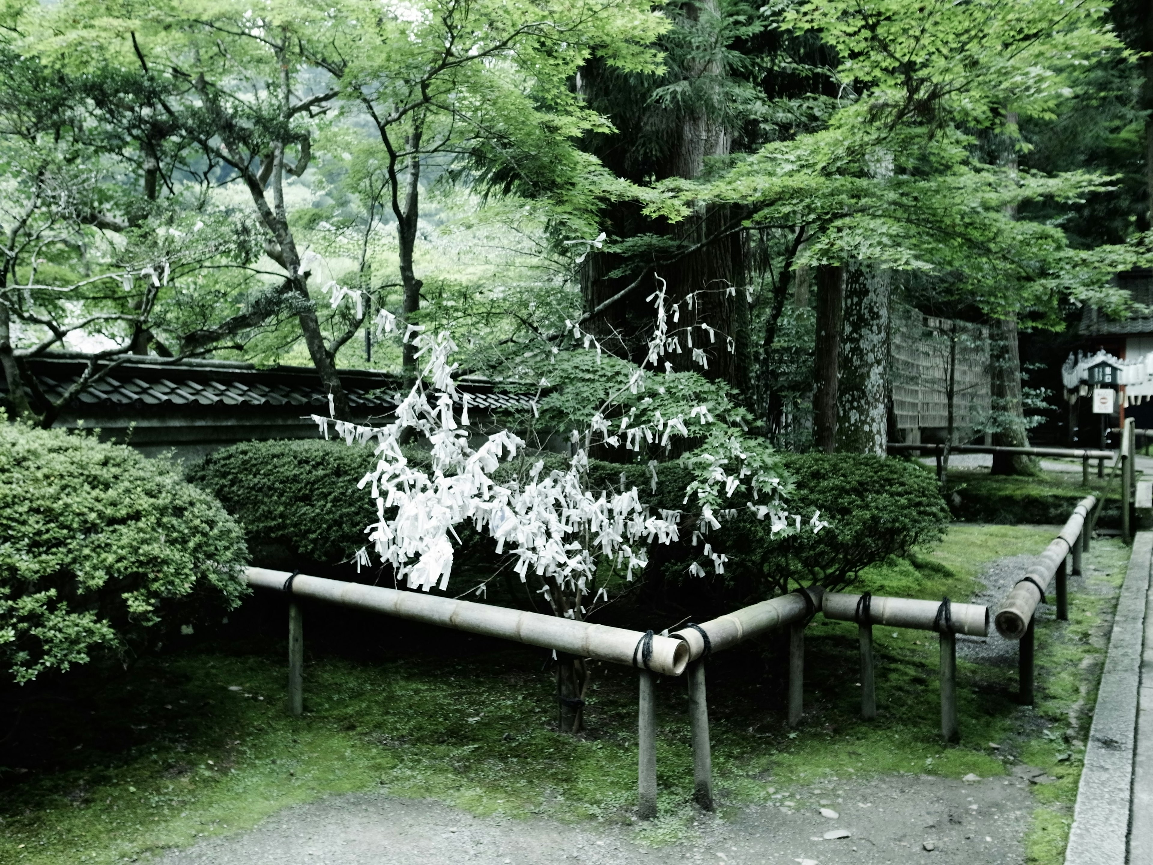 緑の木々に囲まれた竹の水路と白い花のある日本庭園の風景