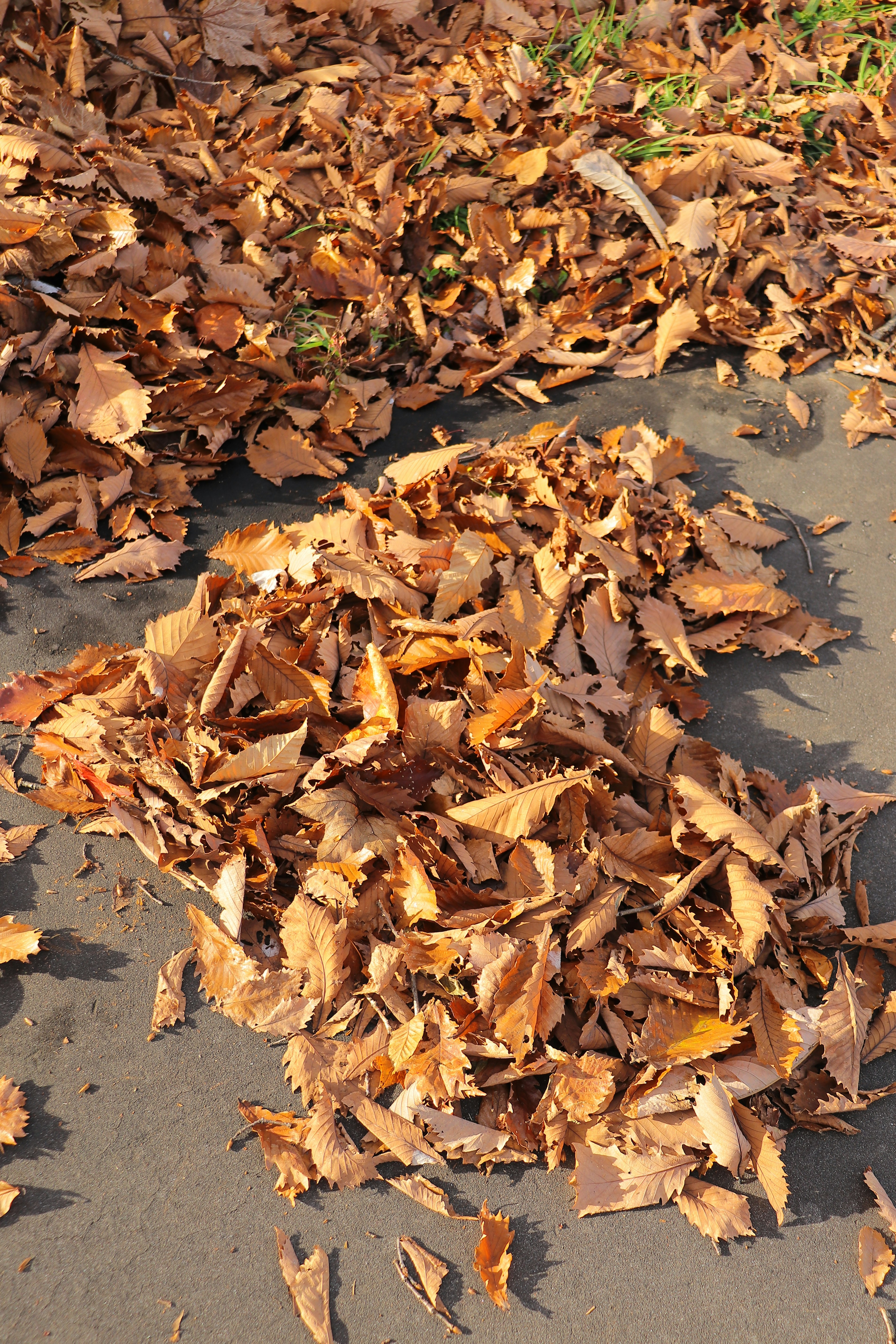 Un tas de feuilles d'automne sur le sol