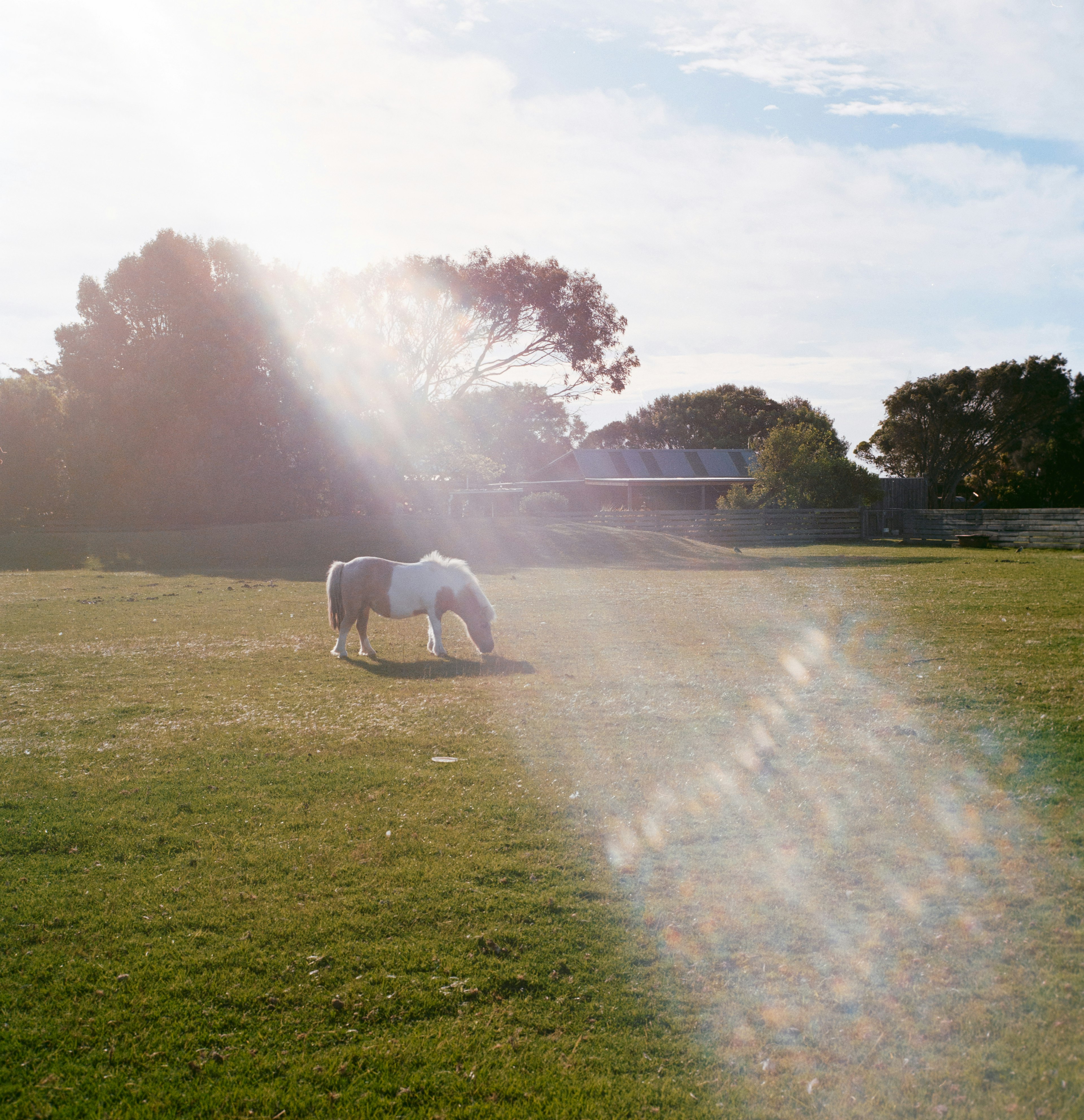 Un pequeño poni blanco pastando en un campo iluminado por el sol con luz suave