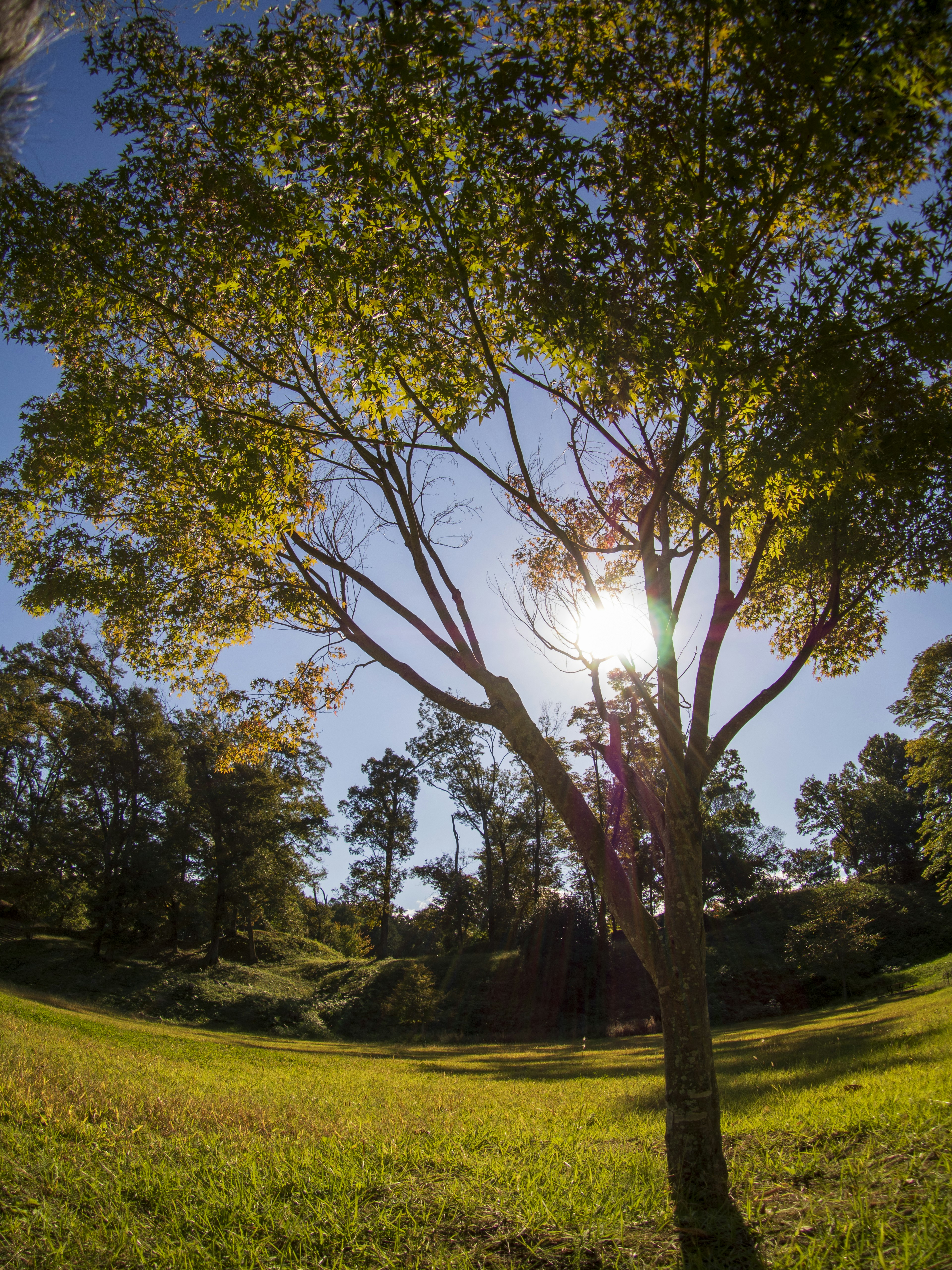 Un árbol vibrante bajo un cielo azul claro con luz solar brillando