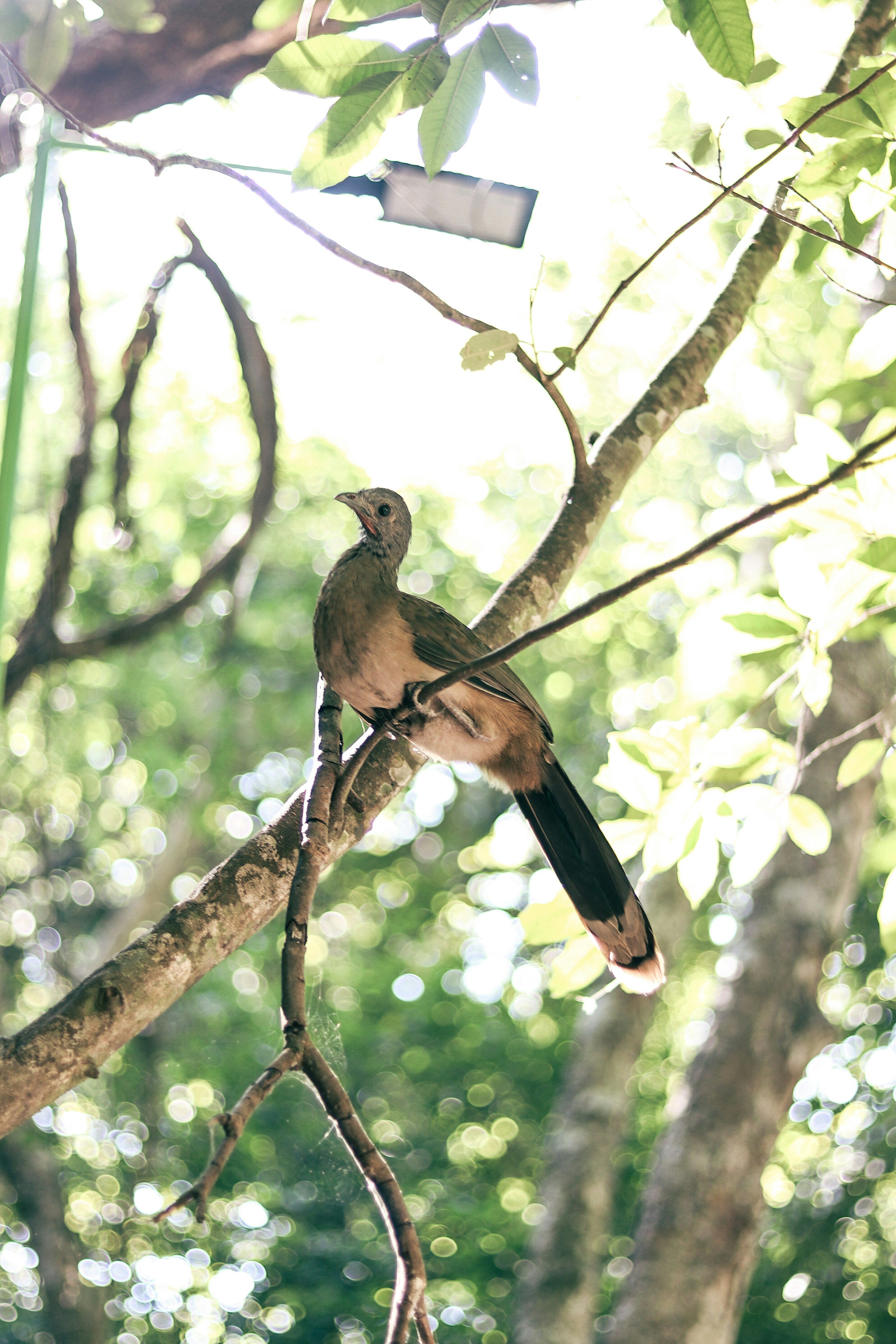 木の枝に止まる鳥の画像、緑の葉と柔らかな光