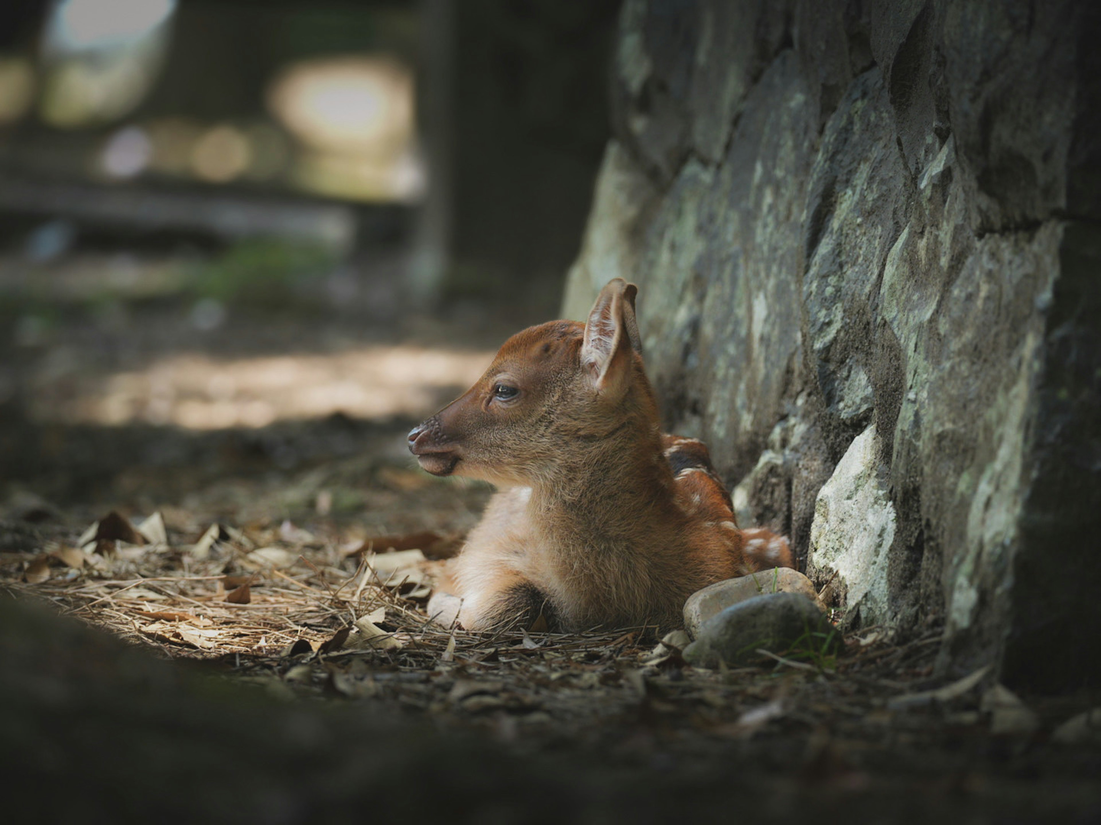 A small fawn lying beside a stone wall in a natural setting