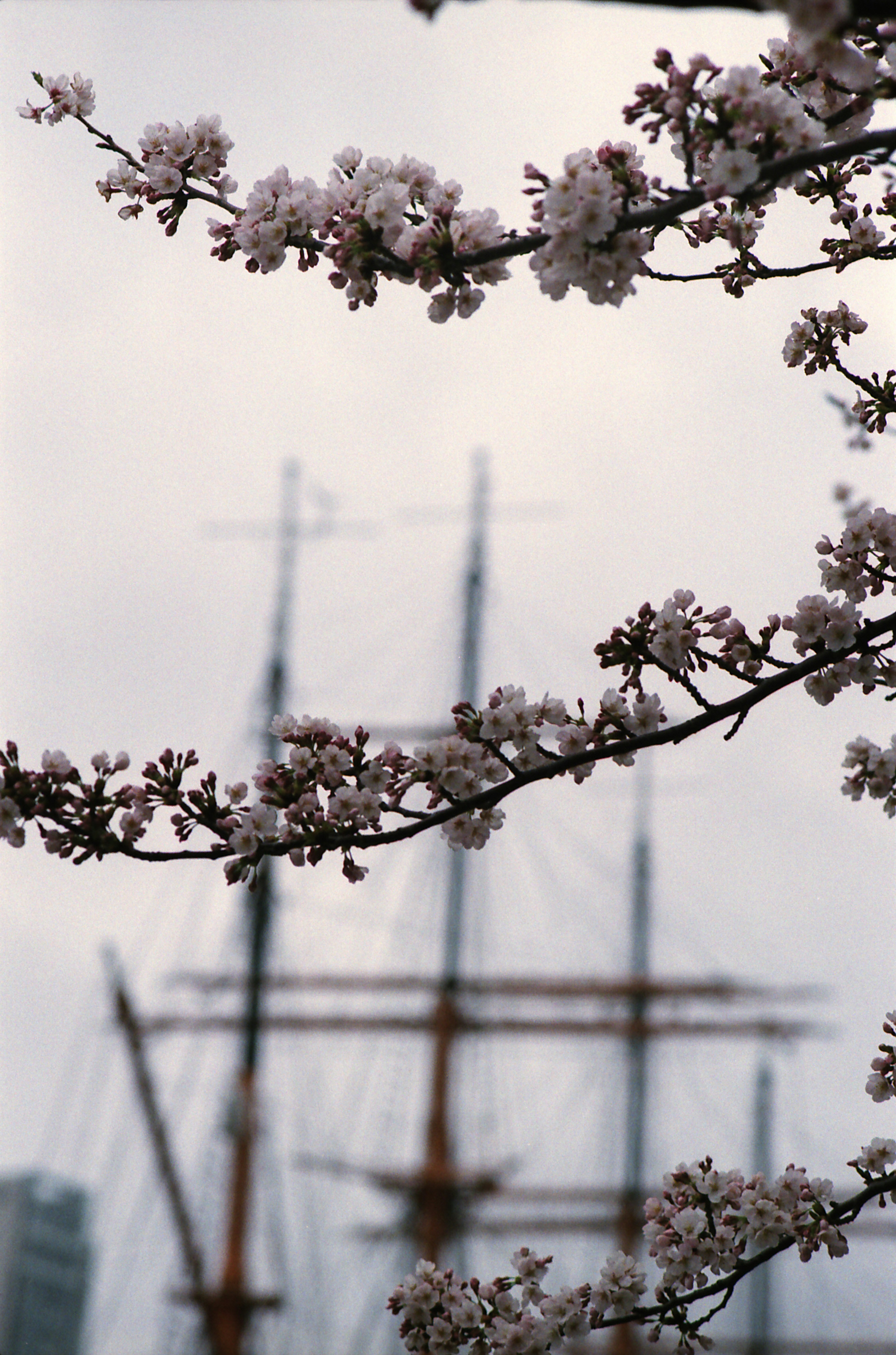 Ramas de cerezo en flor en primer plano con un barco de fondo