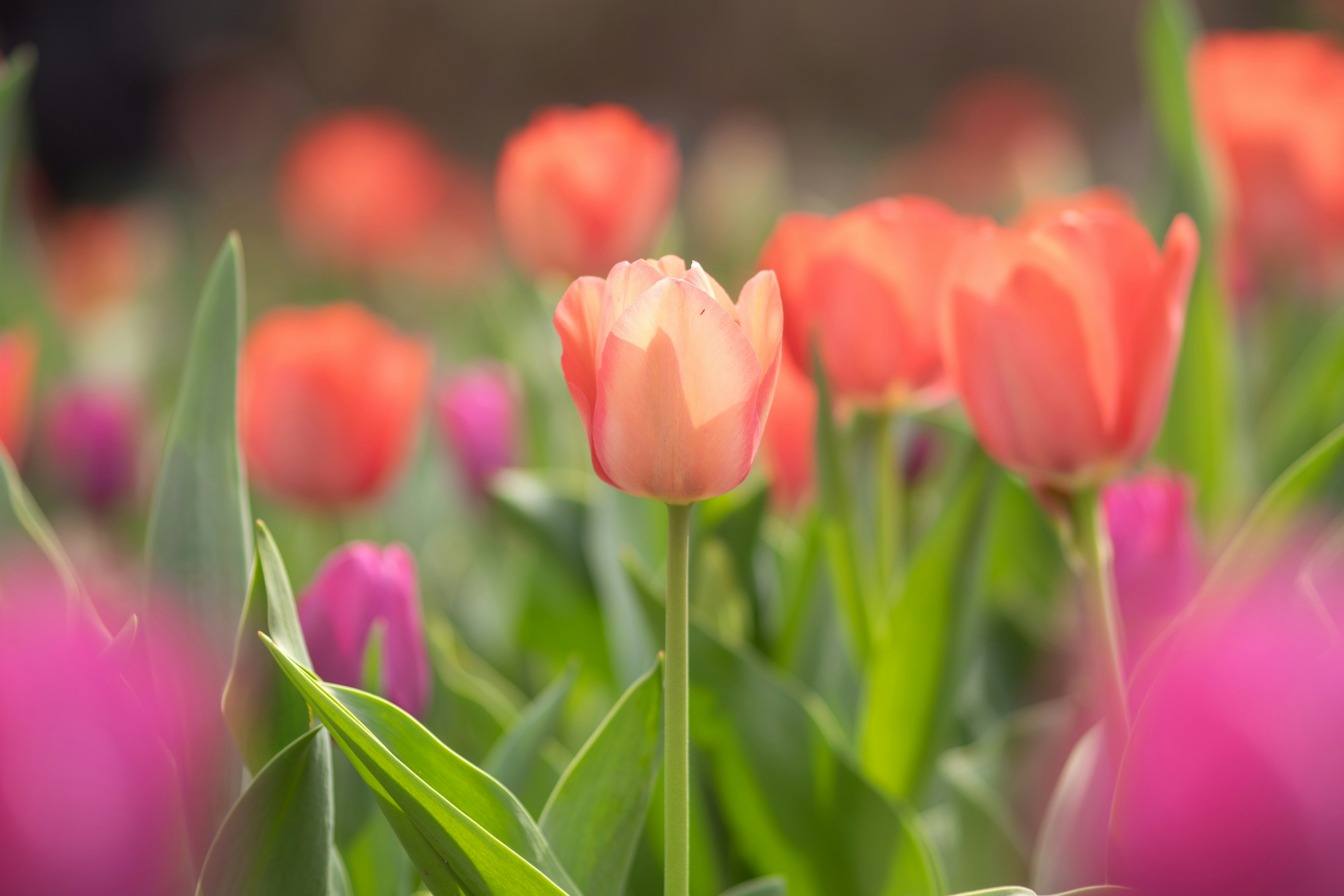 Bunte Tulpen blühen in einem Garten