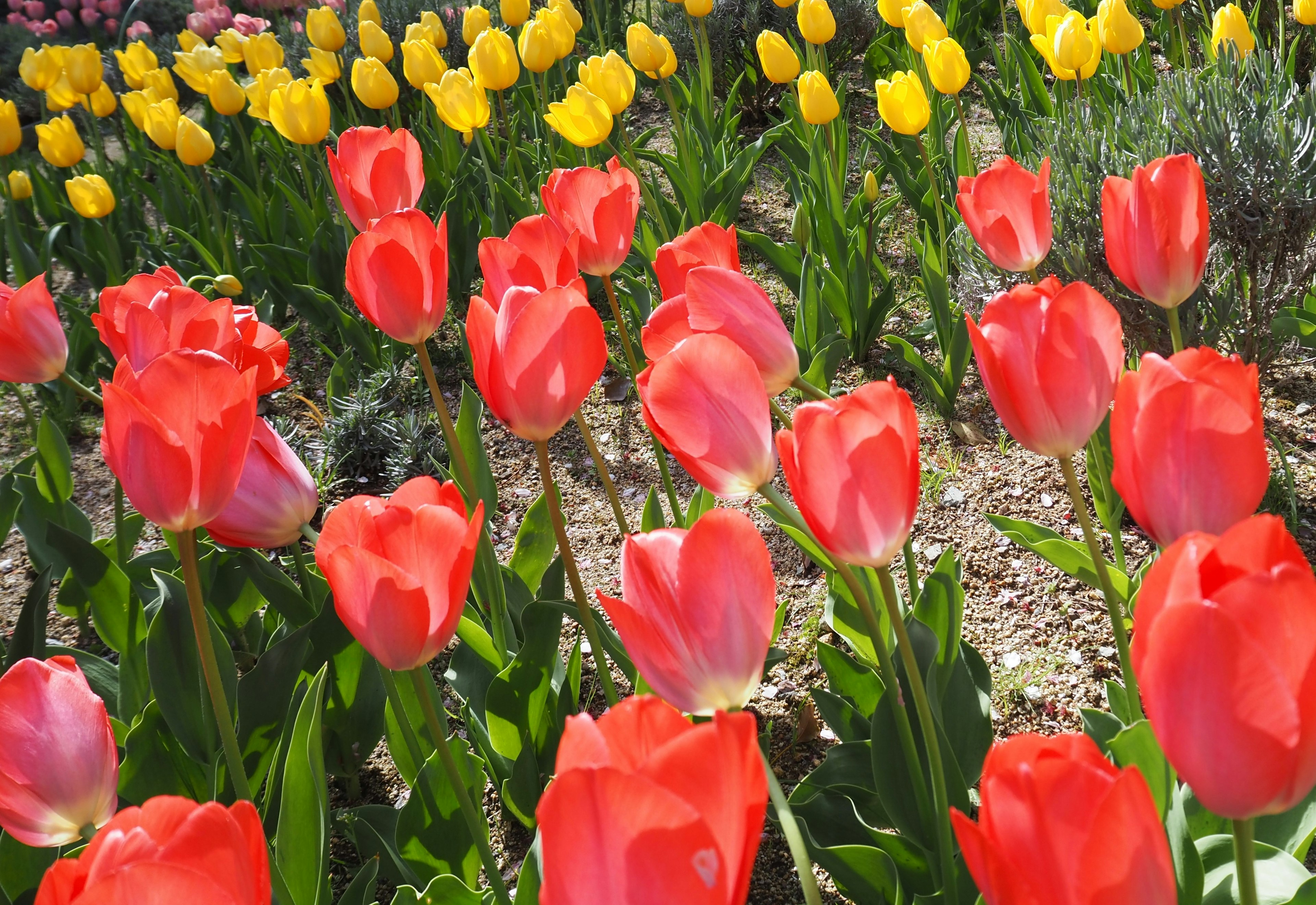 Field of red and yellow tulips in bloom