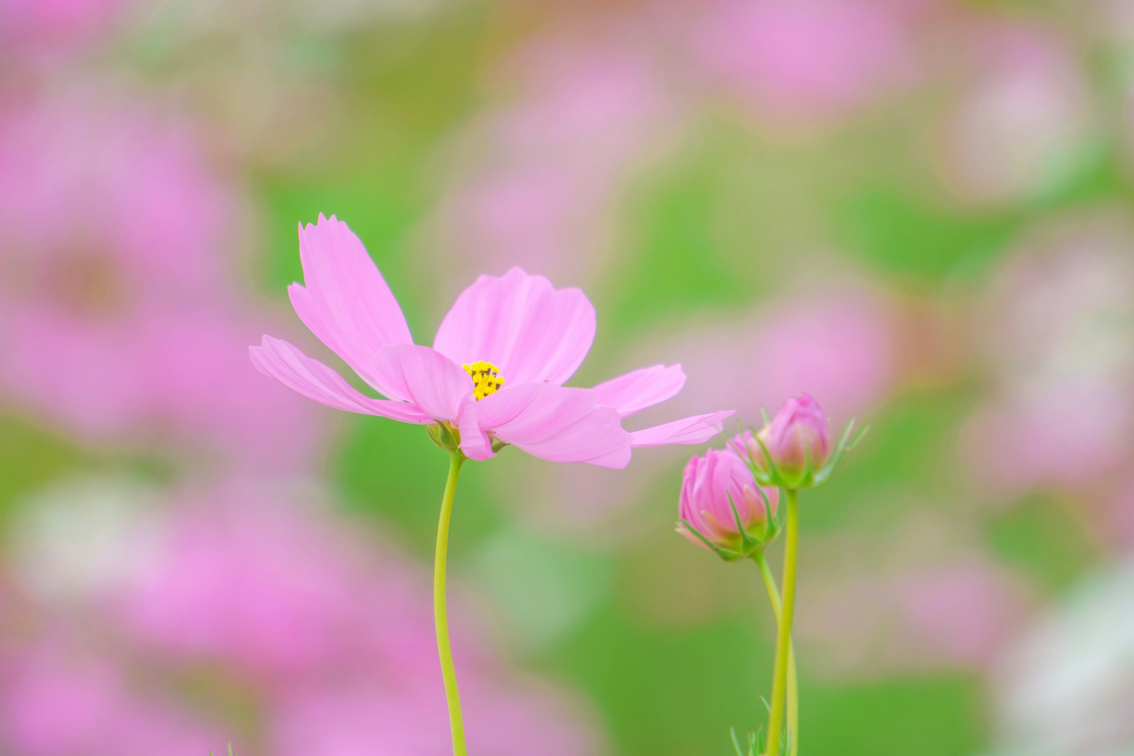 淡粉色花朵和花蕾在绿色背景下