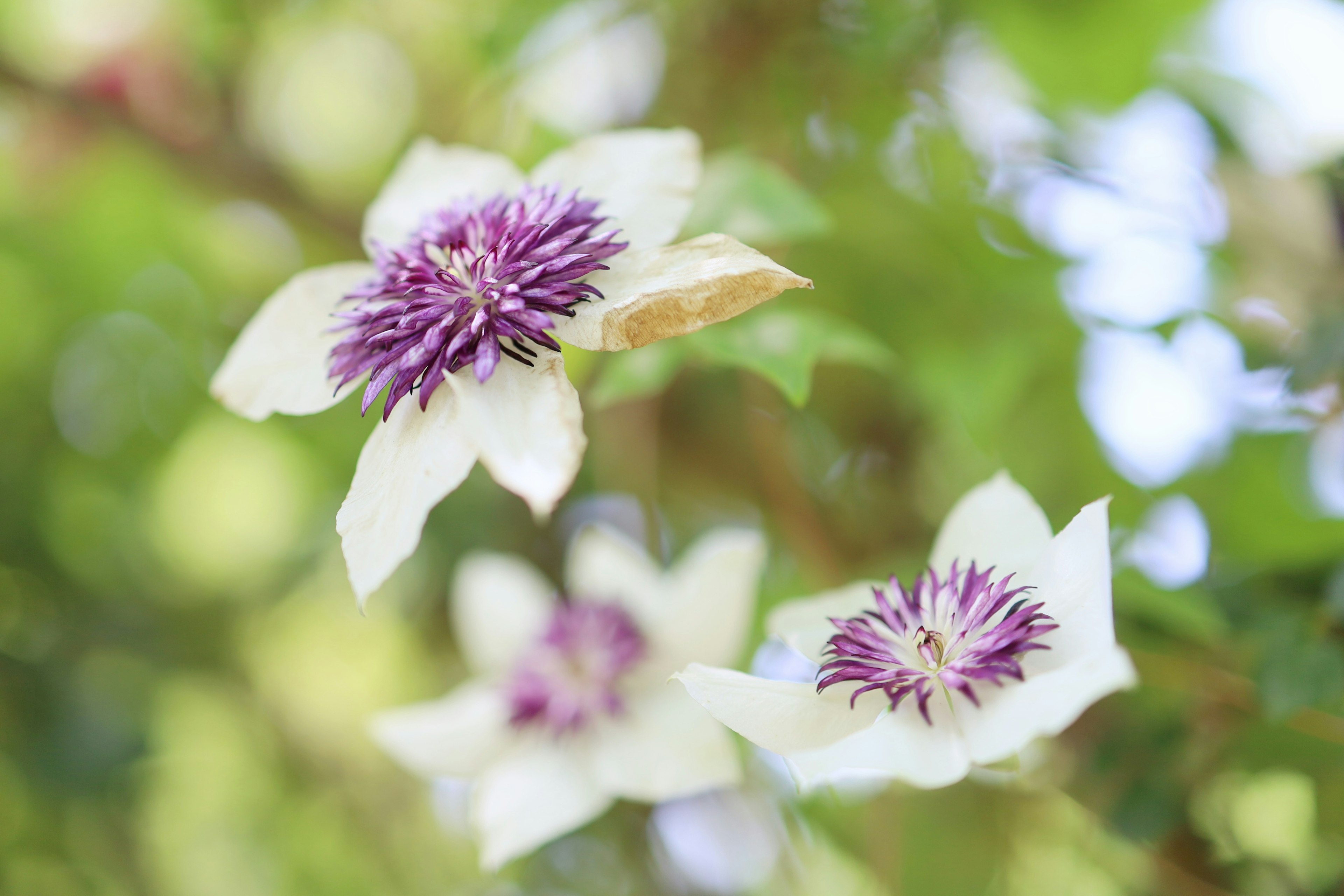 Fiori con petali bianchi e centri viola che fioriscono su uno sfondo verde