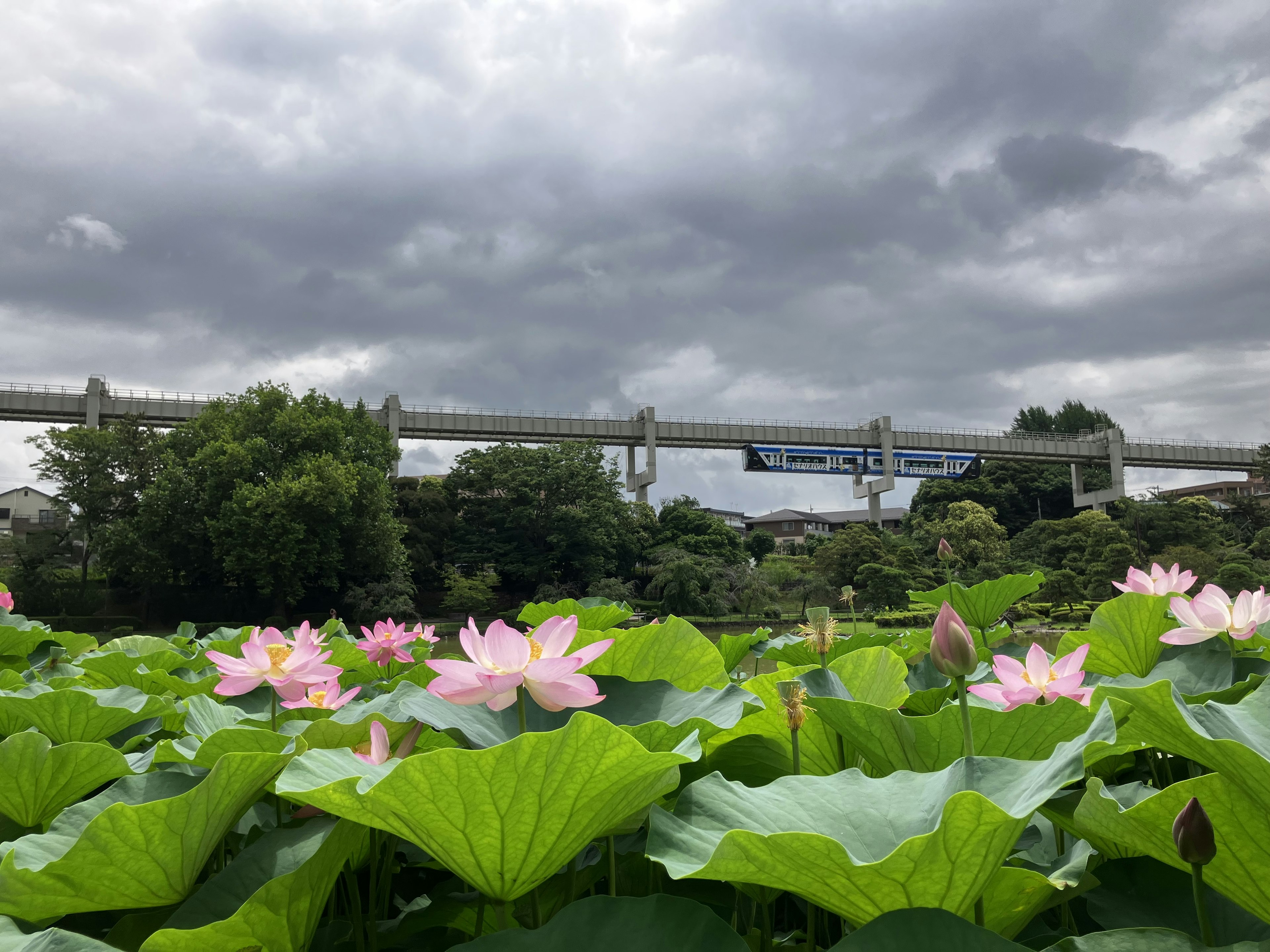 Flores de loto floreciendo en un estanque con un tren elevado al fondo