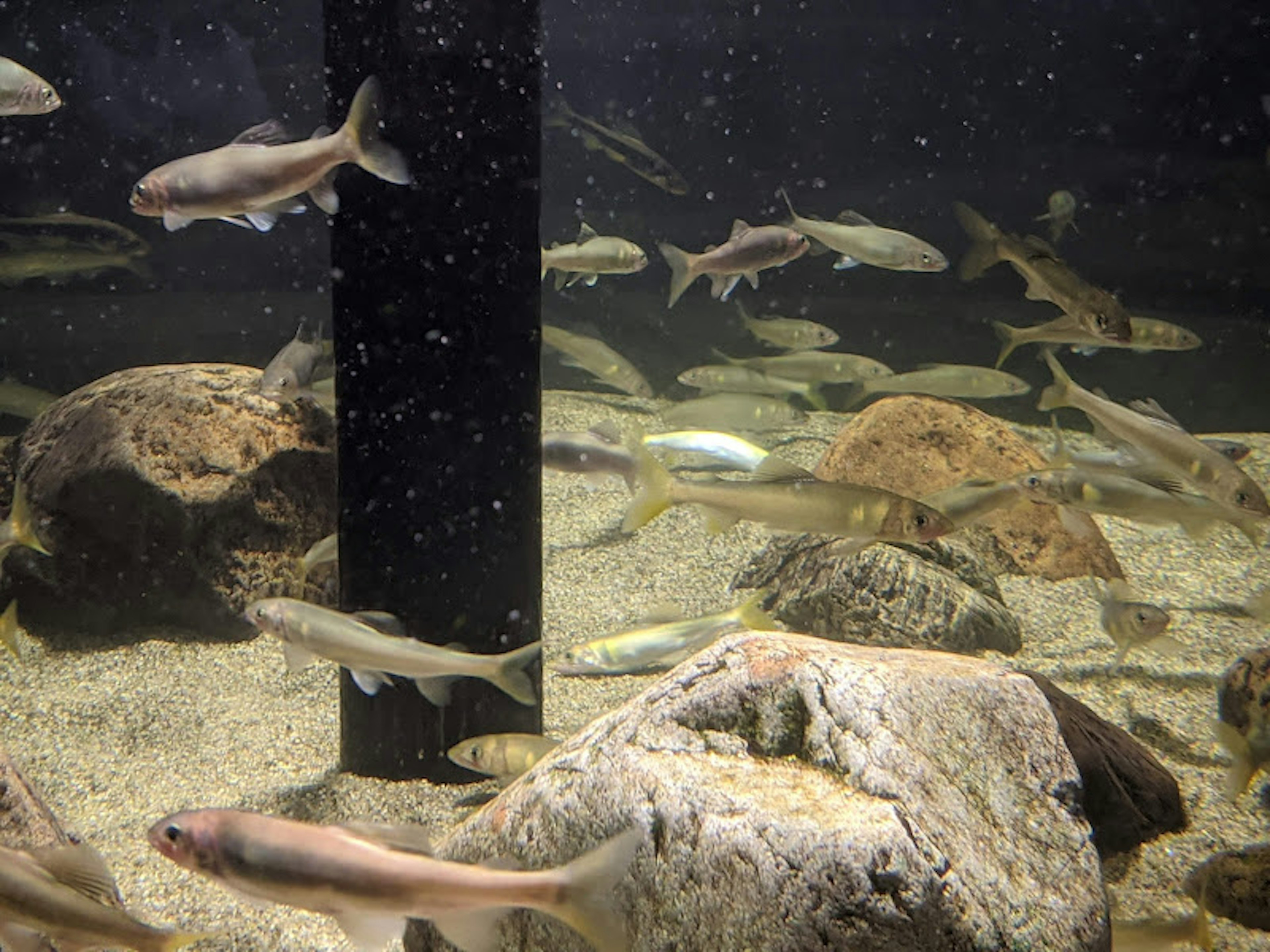 Underwater scene with various fish and rocks