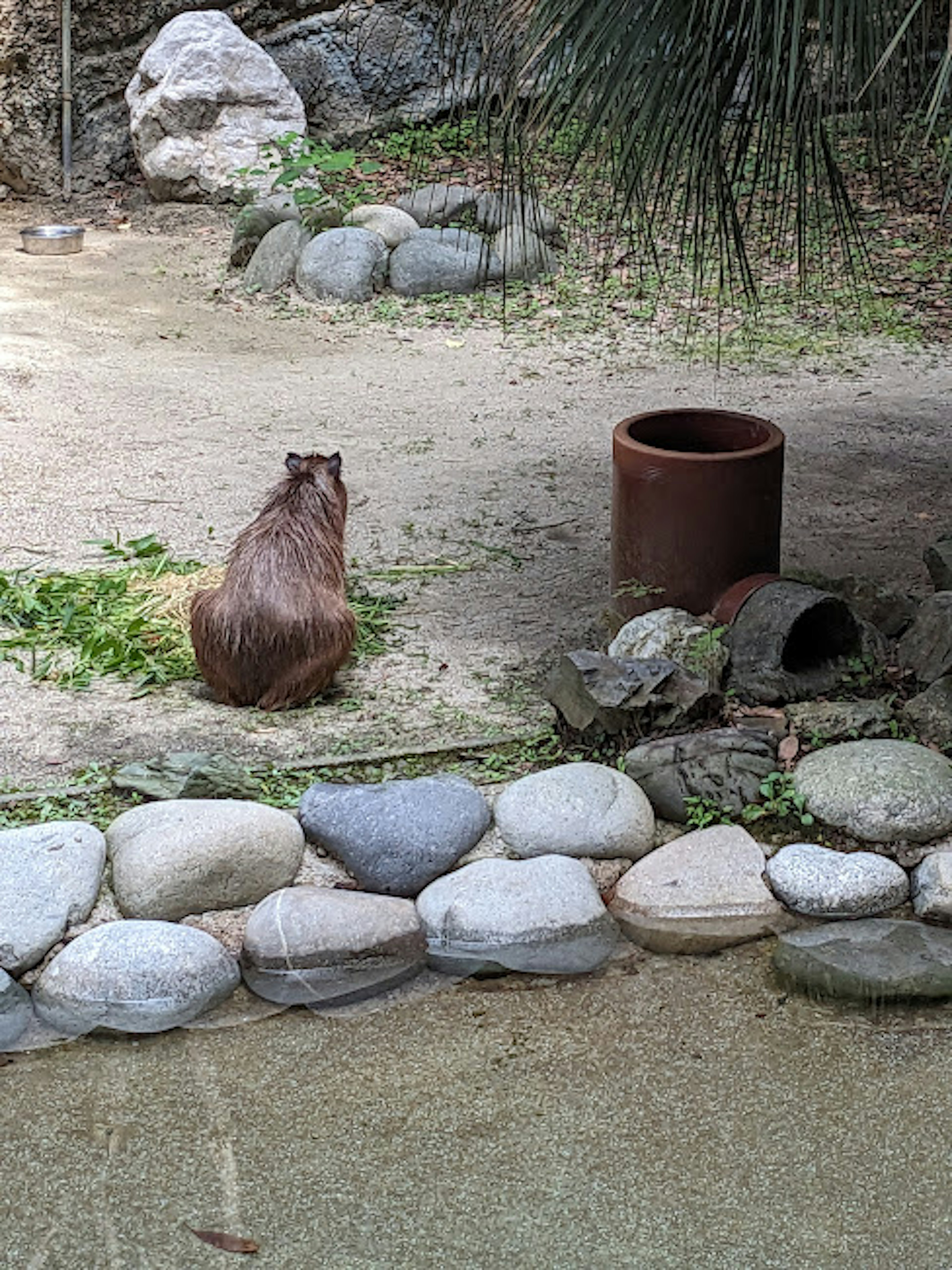 Capibara sentado cerca de un pequeño estanque con piedras