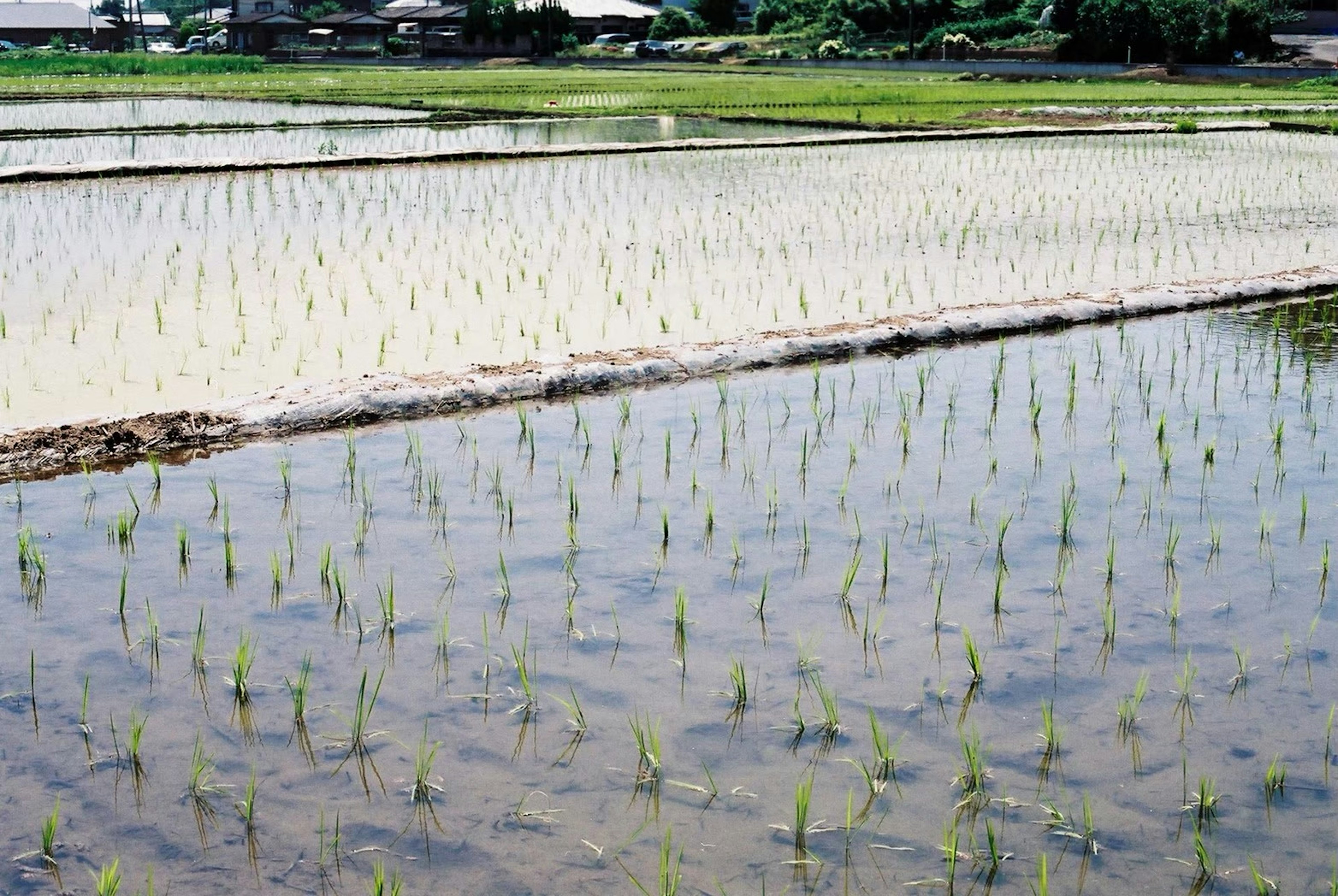 Pemandangan bibit padi muda yang tertata rapi di sawah yang terendam