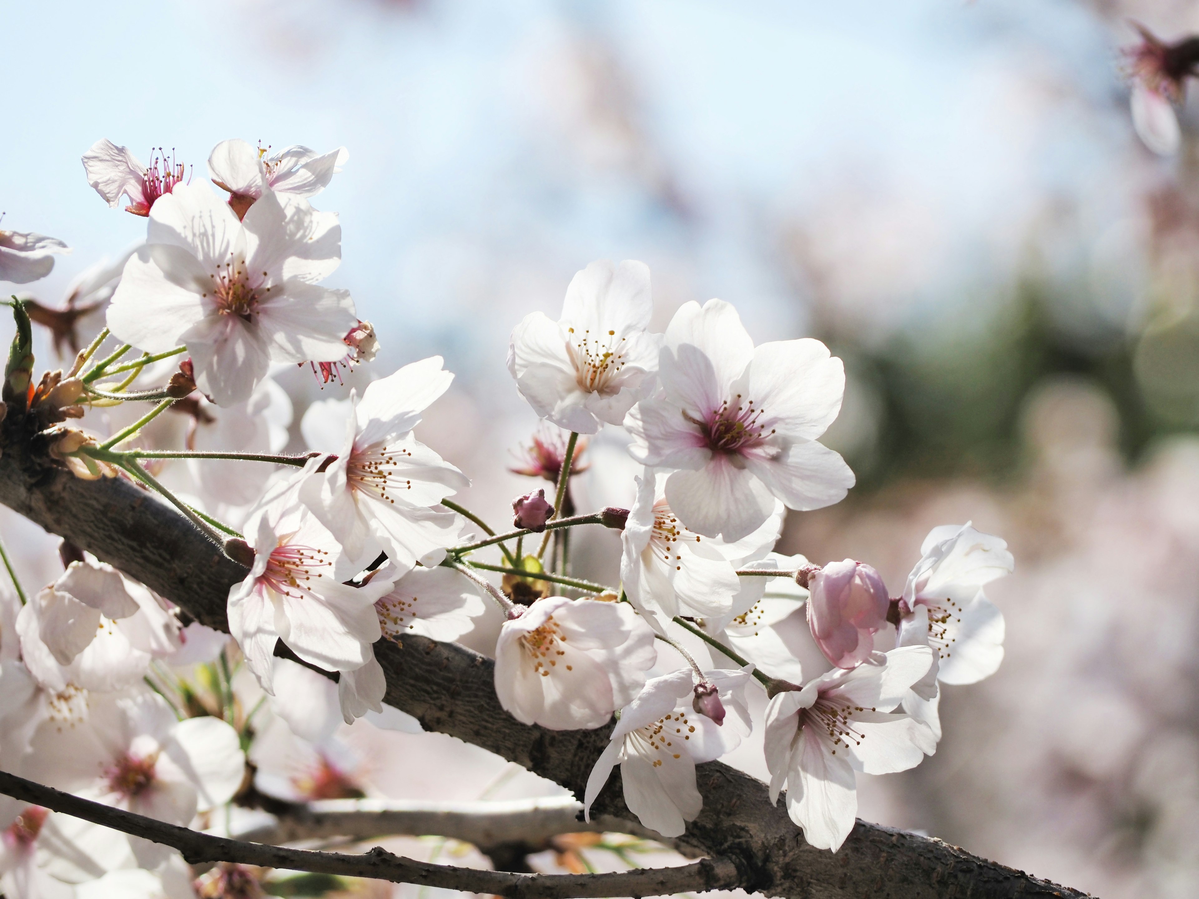 Acercamiento de flores de cerezo en una rama