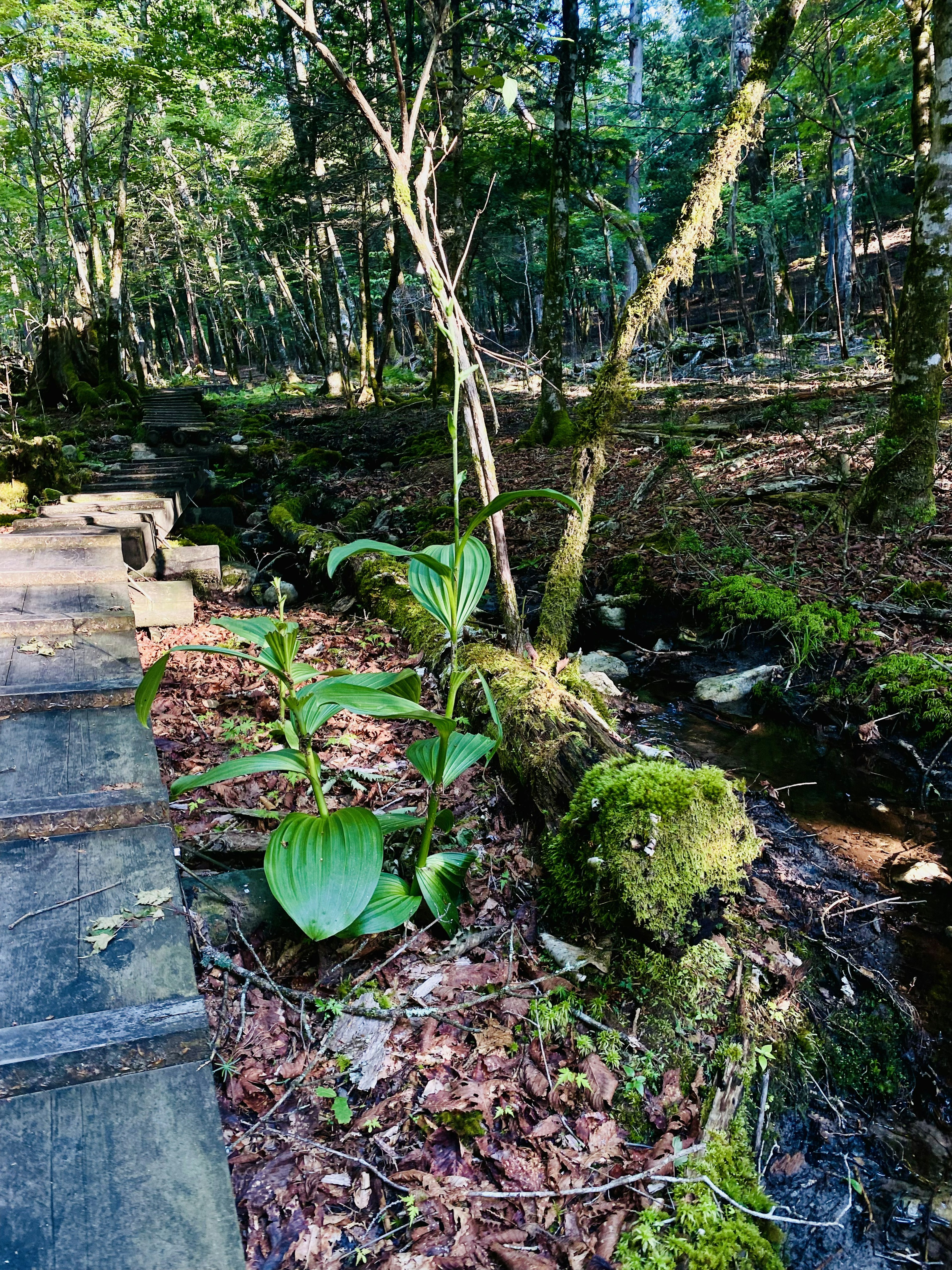 Une plante verte poussant à côté d'un tronc recouvert de mousse sur un sentier forestier luxuriant