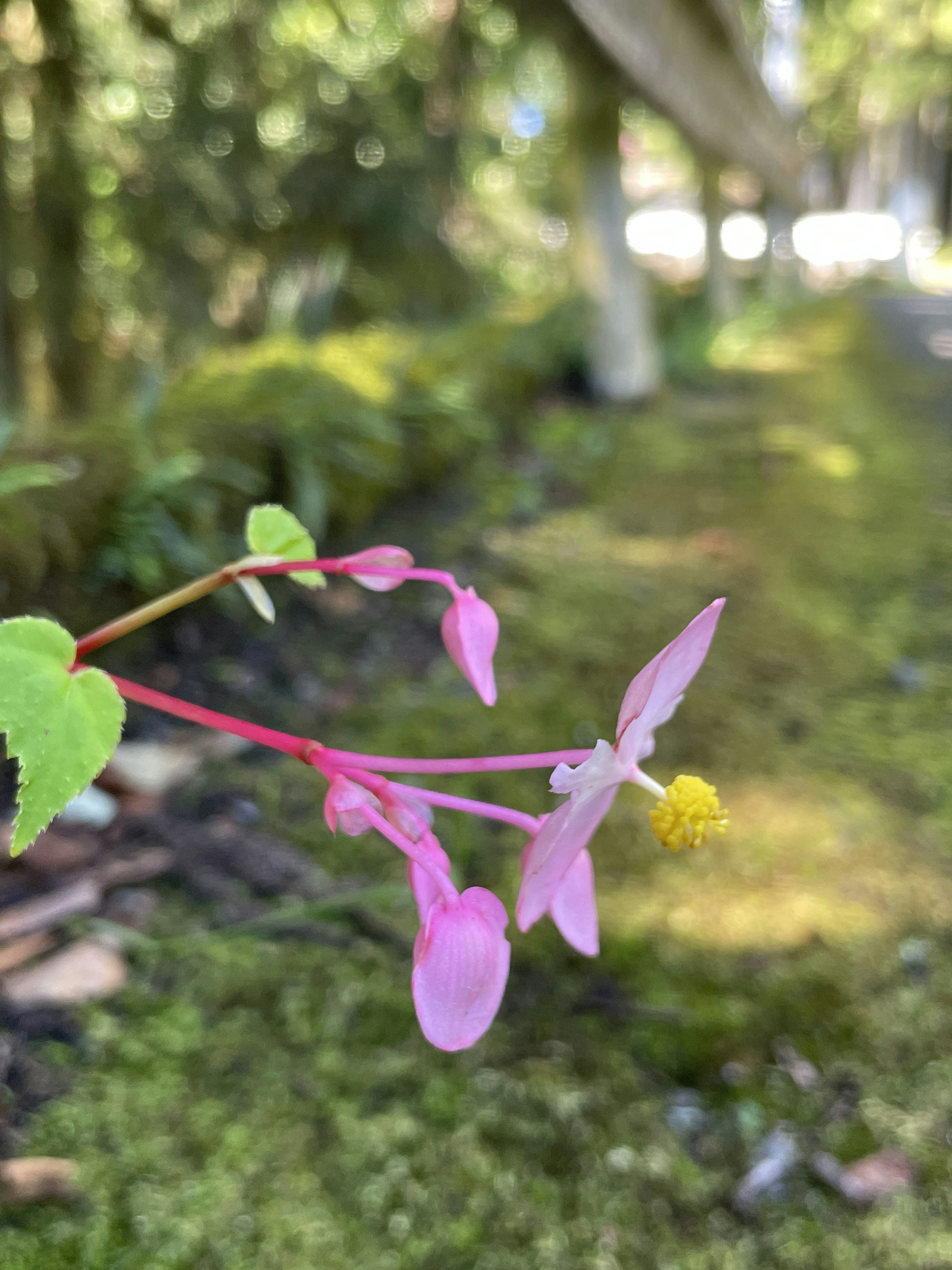 Gros plan d'une plante avec des fleurs roses sur un fond flou vert