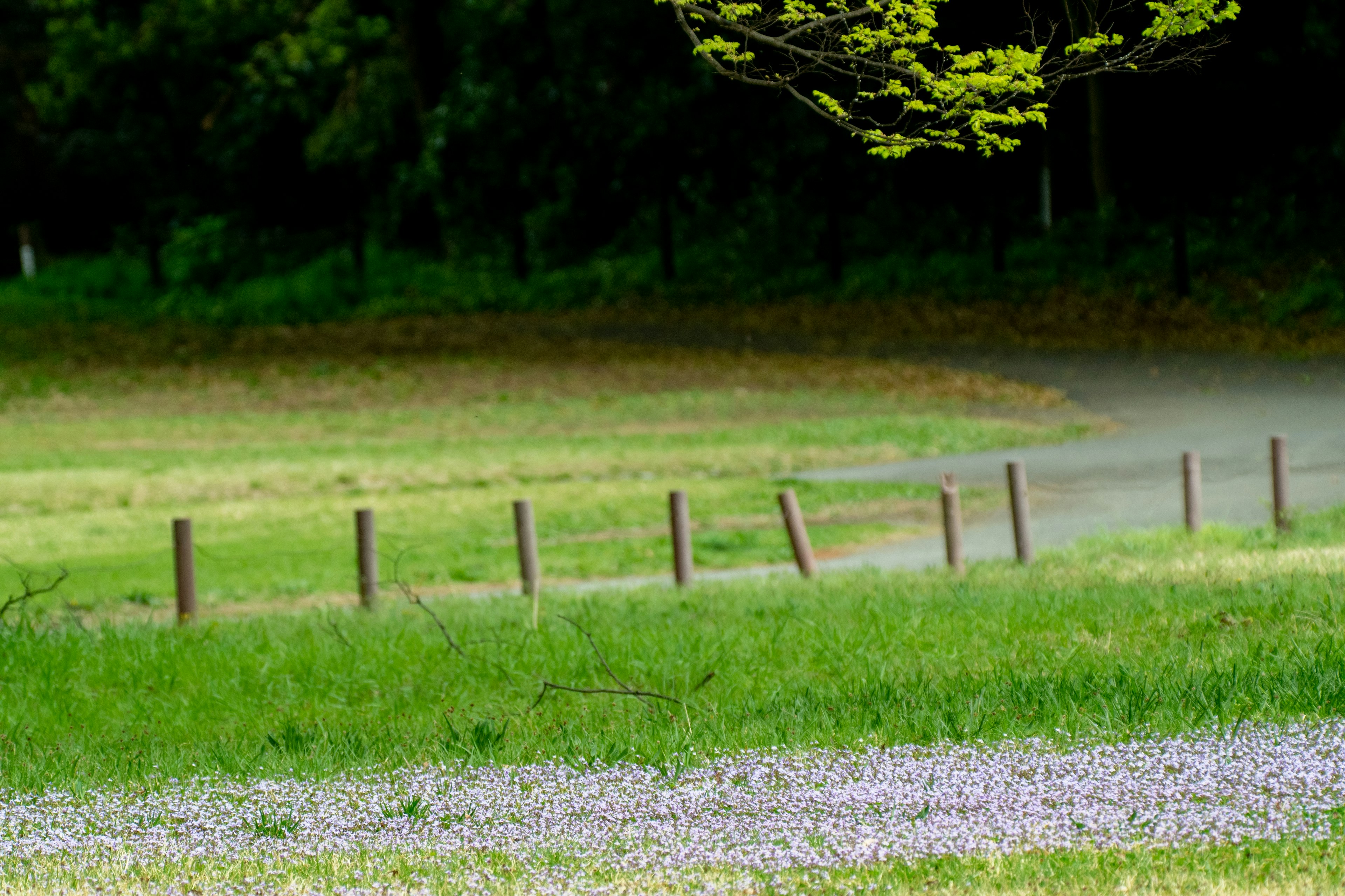 A scenic view of green grass with purple flowers and visible tree leaves