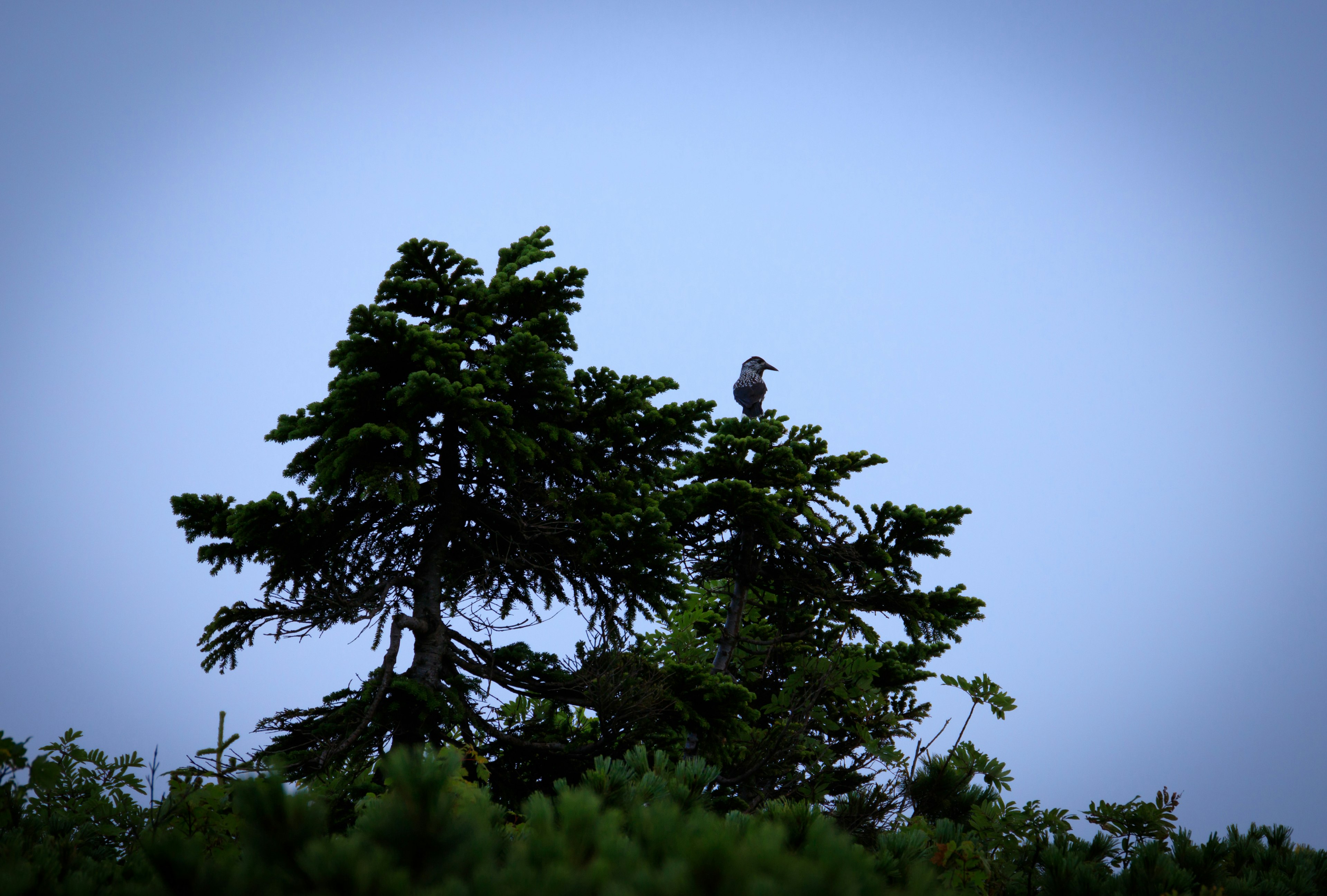 Pájaro posado en la cima de un gran árbol bajo un cielo azul