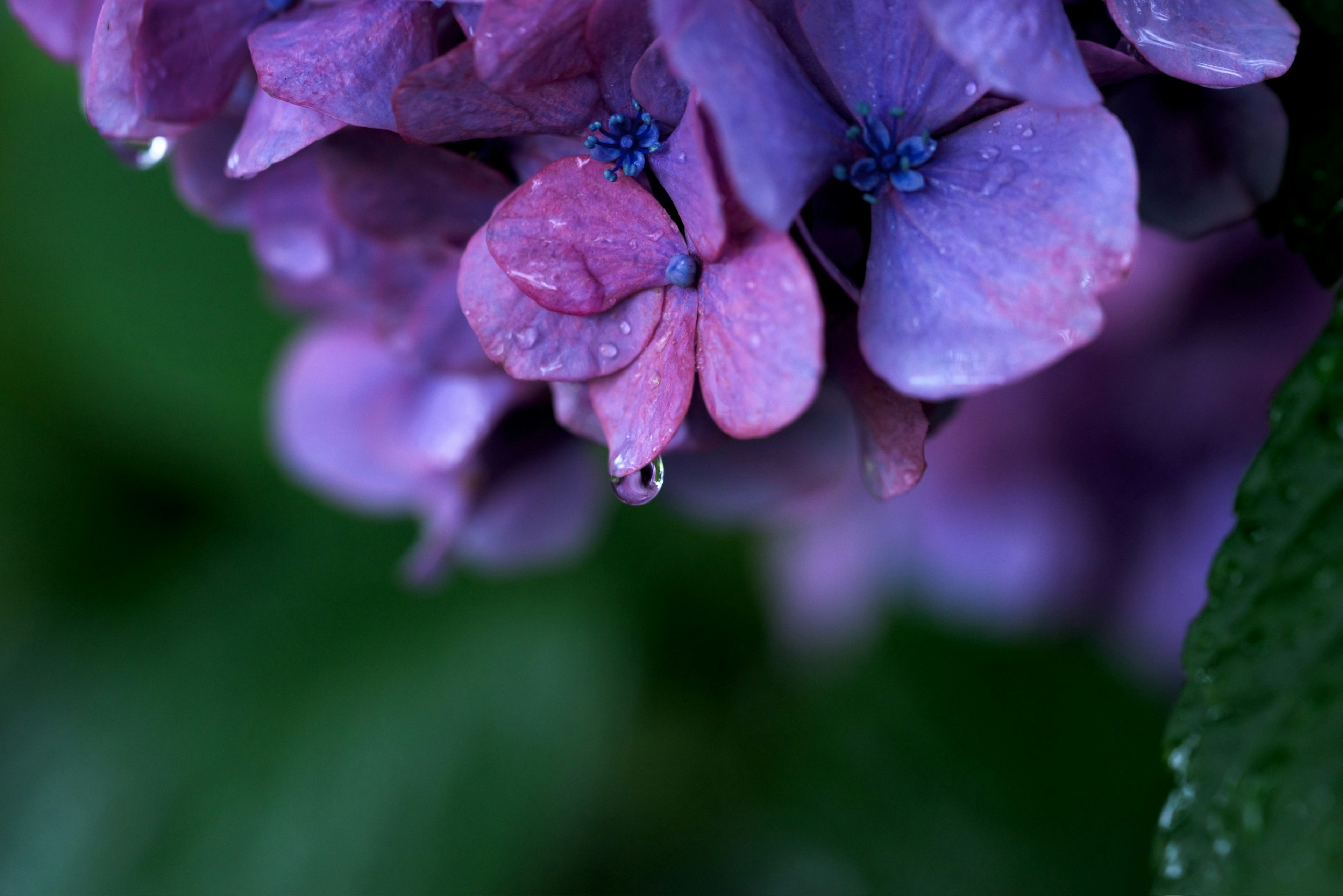 Primer plano de flores de hortensia moradas con gotas