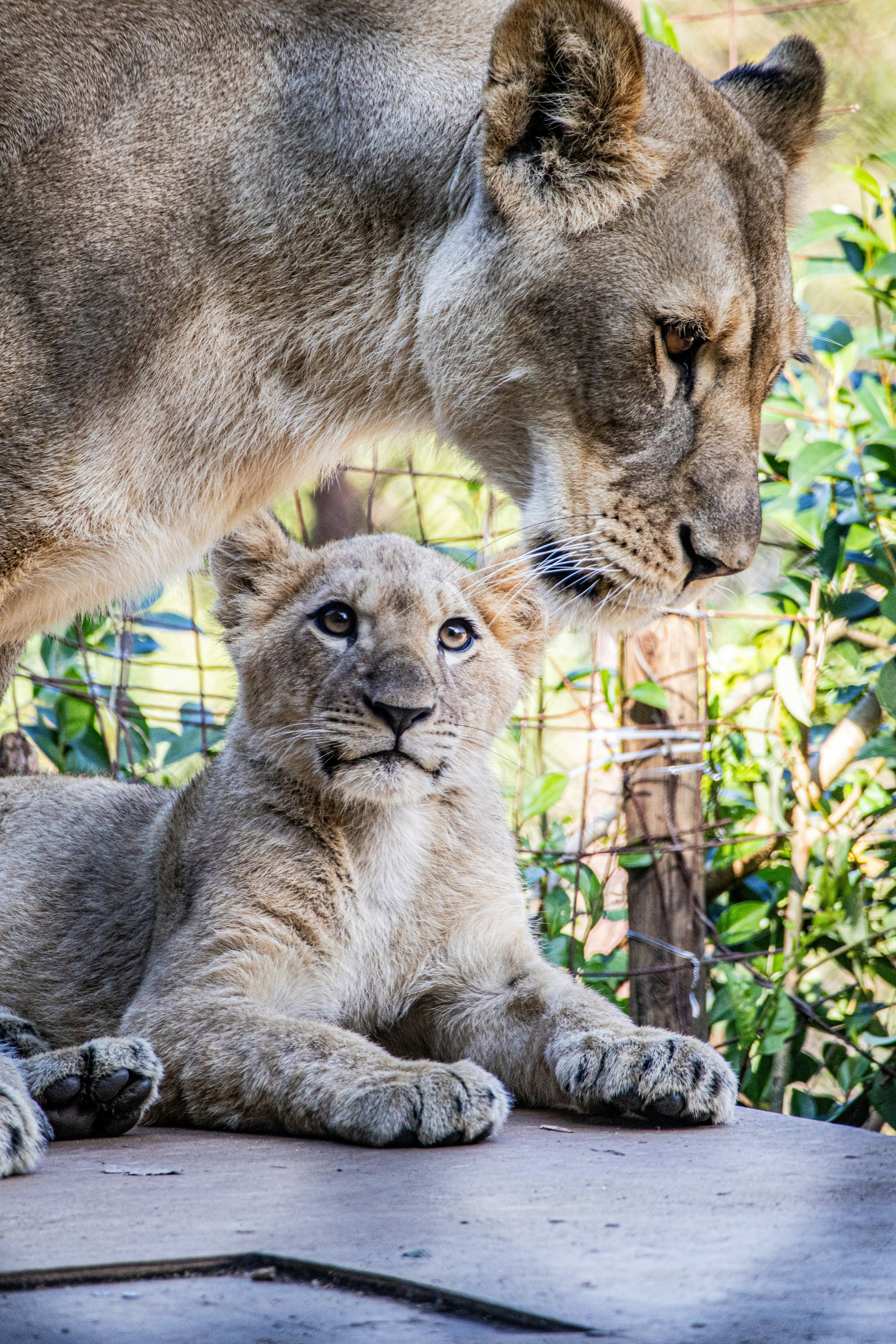 A lioness and her cub sharing a tender moment