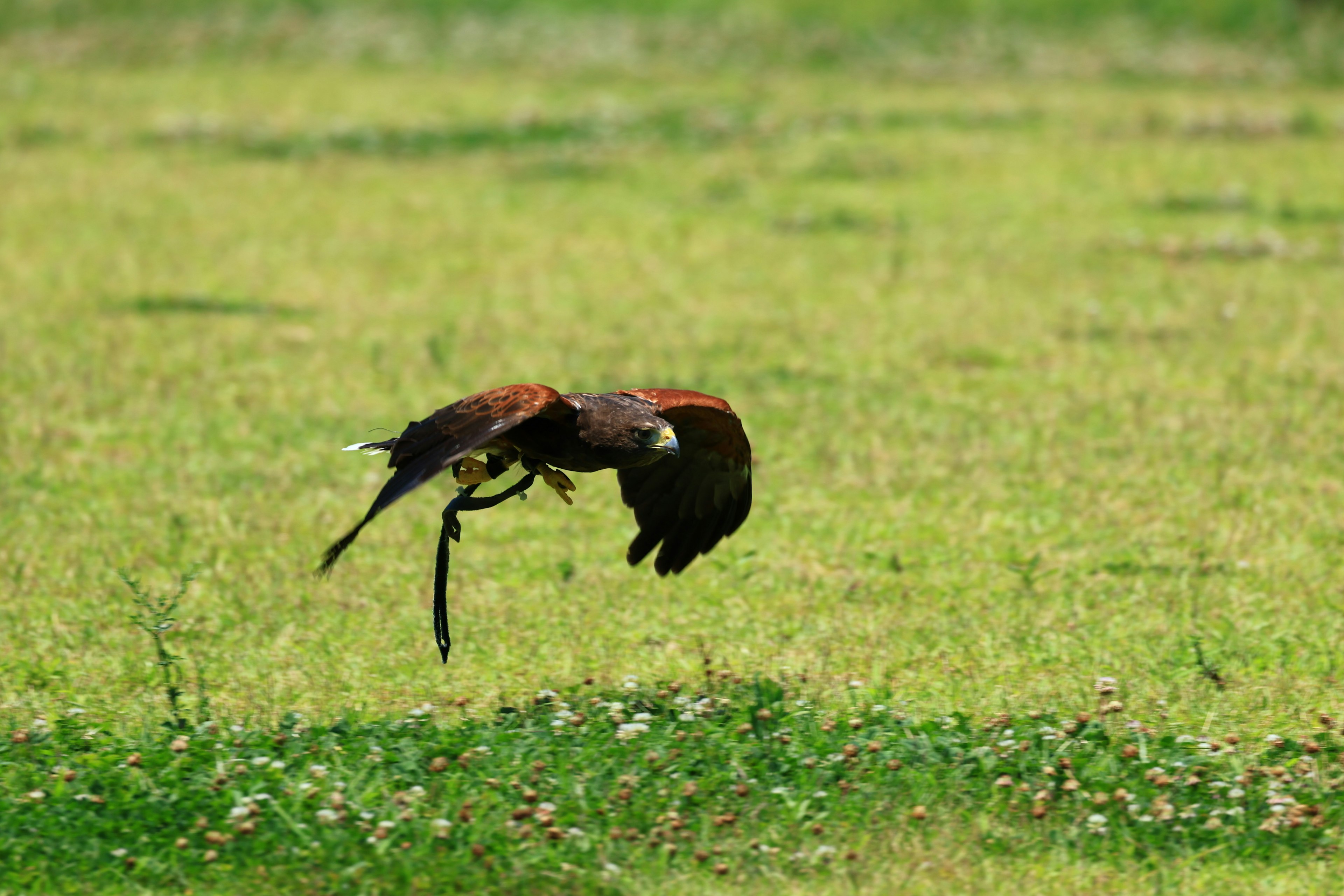 Bild eines braunen Vogels, der über eine Wiese fliegt