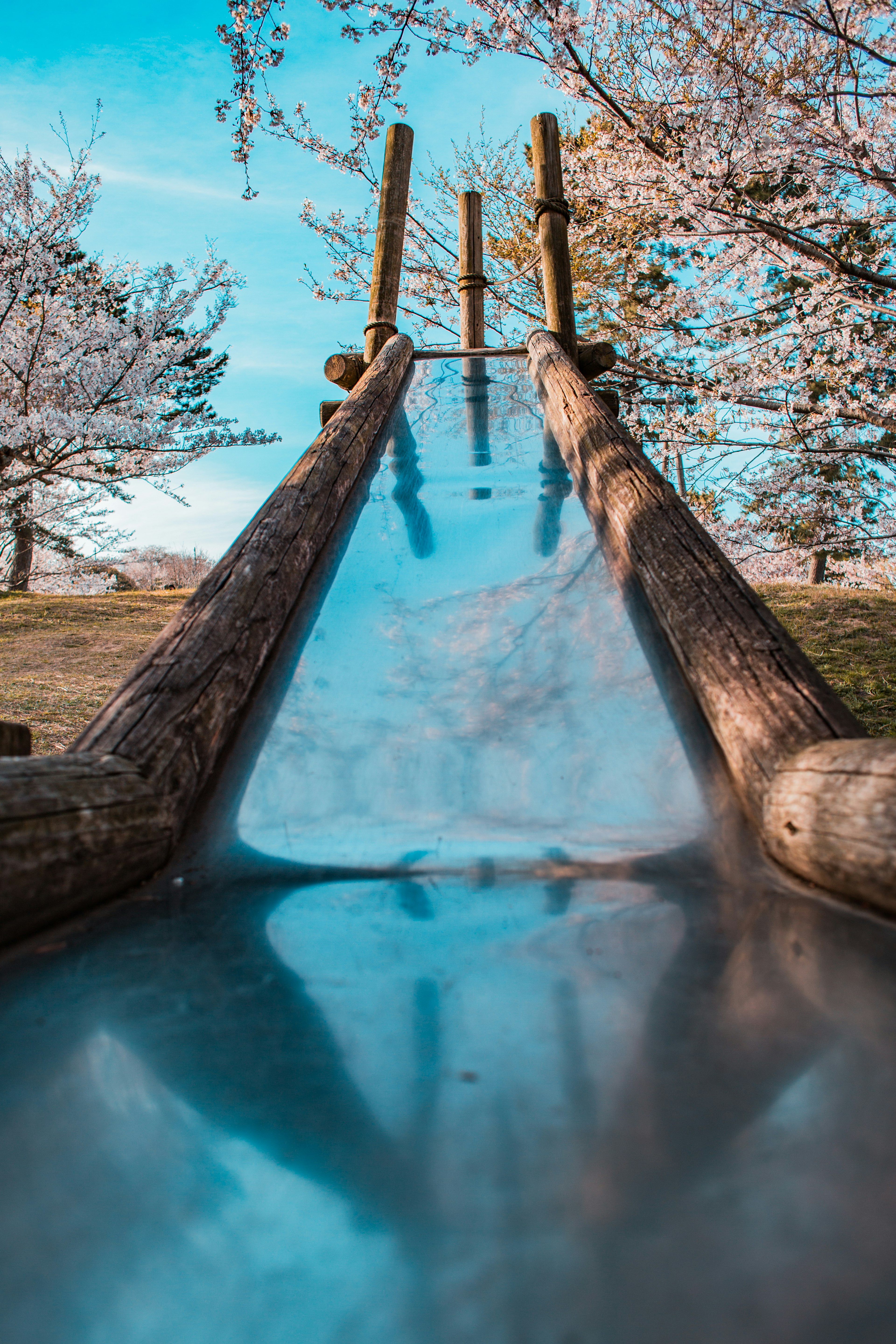 Toboggan dans un parc avec des cerisiers en fleurs