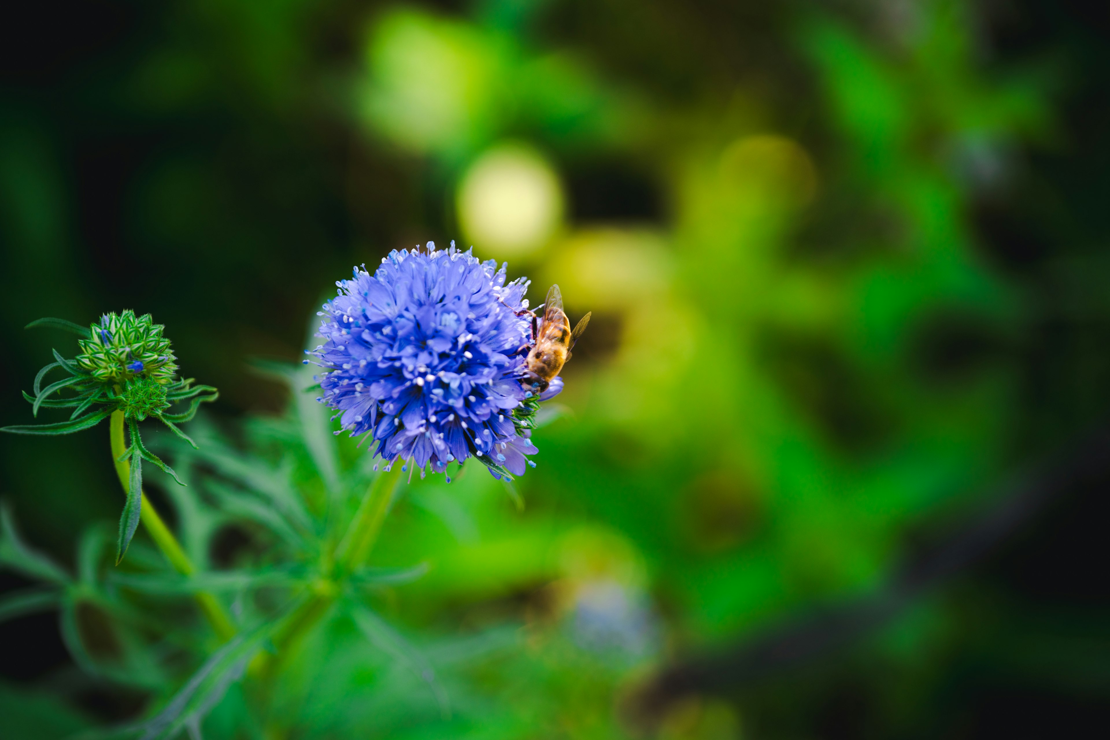 青紫色の花に蜜を求める蜂がいる美しい自然の風景