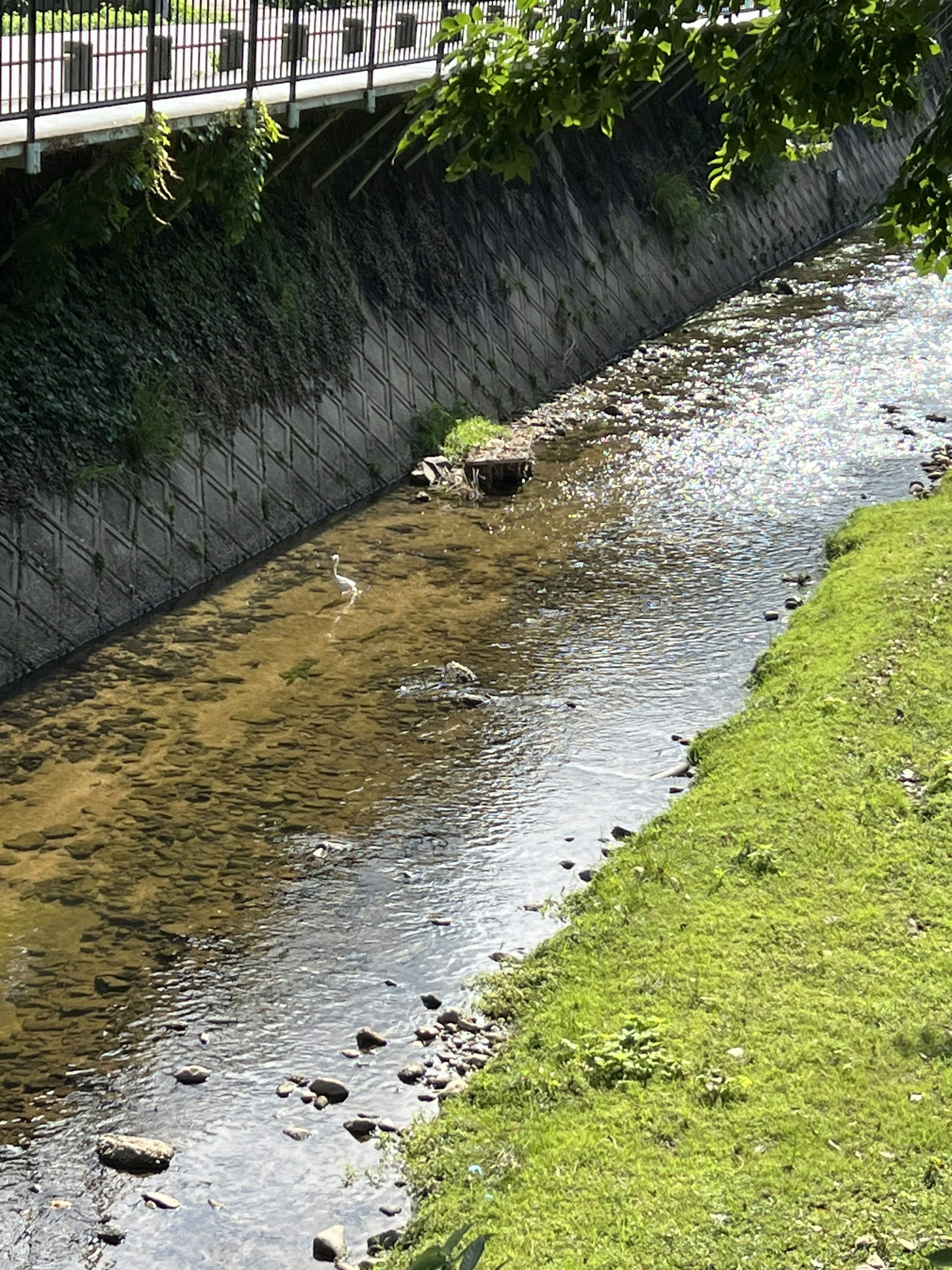 小川とその周辺の緑豊かな草地の風景