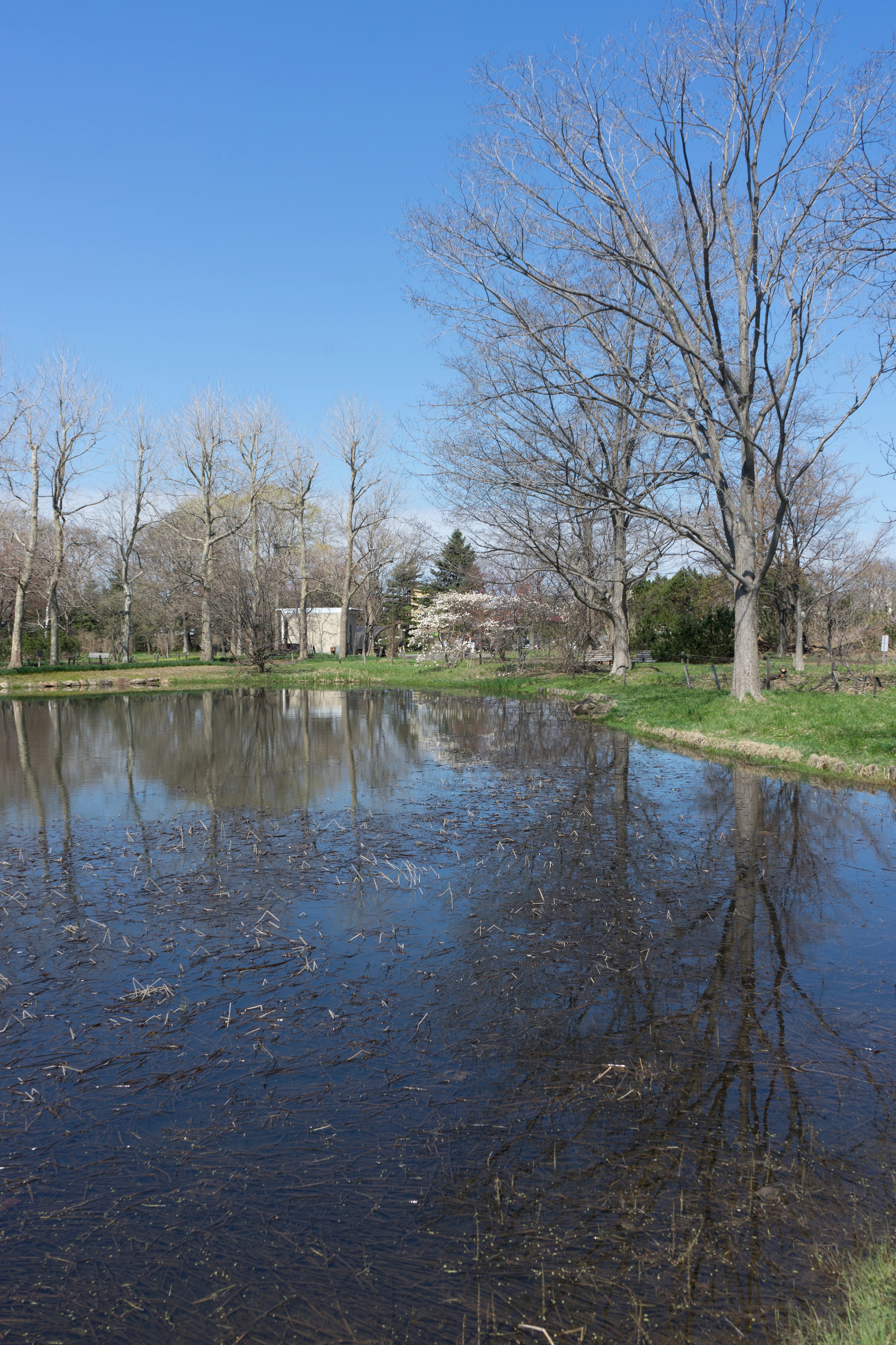 Pond reflecting trees and grass under a clear blue sky