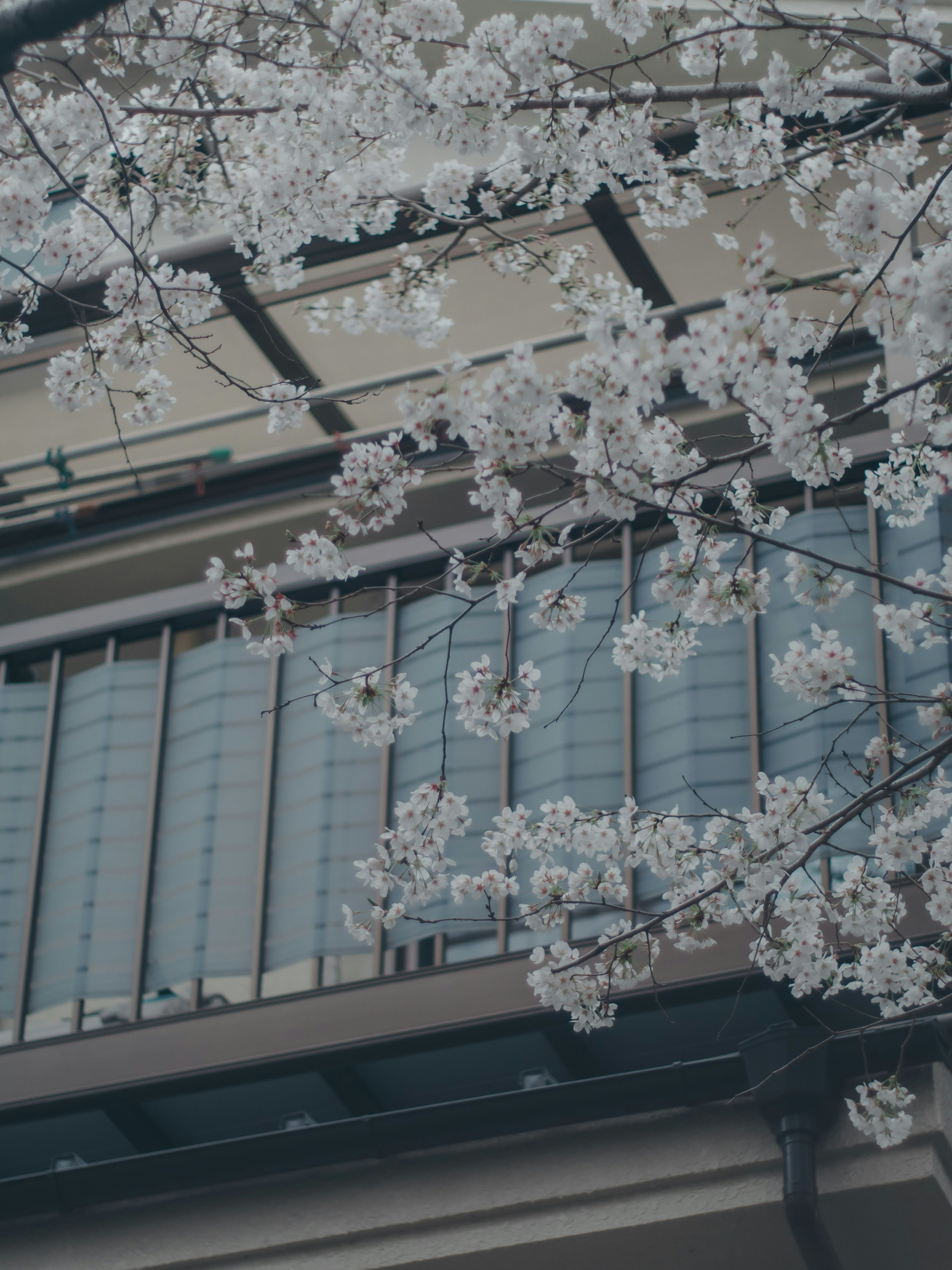Primer plano de flores de cerezo cerca de un balcón de edificio