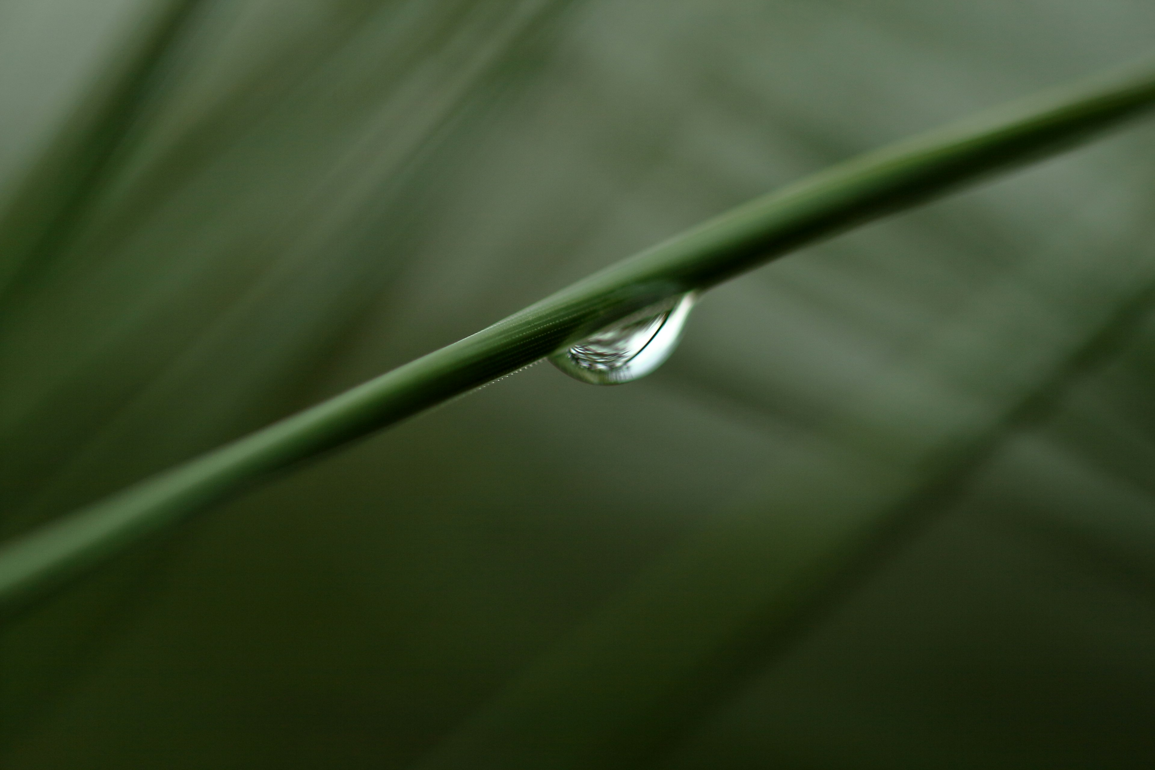 Nahaufnahme eines Wassertropfens auf einem grünen Blatt