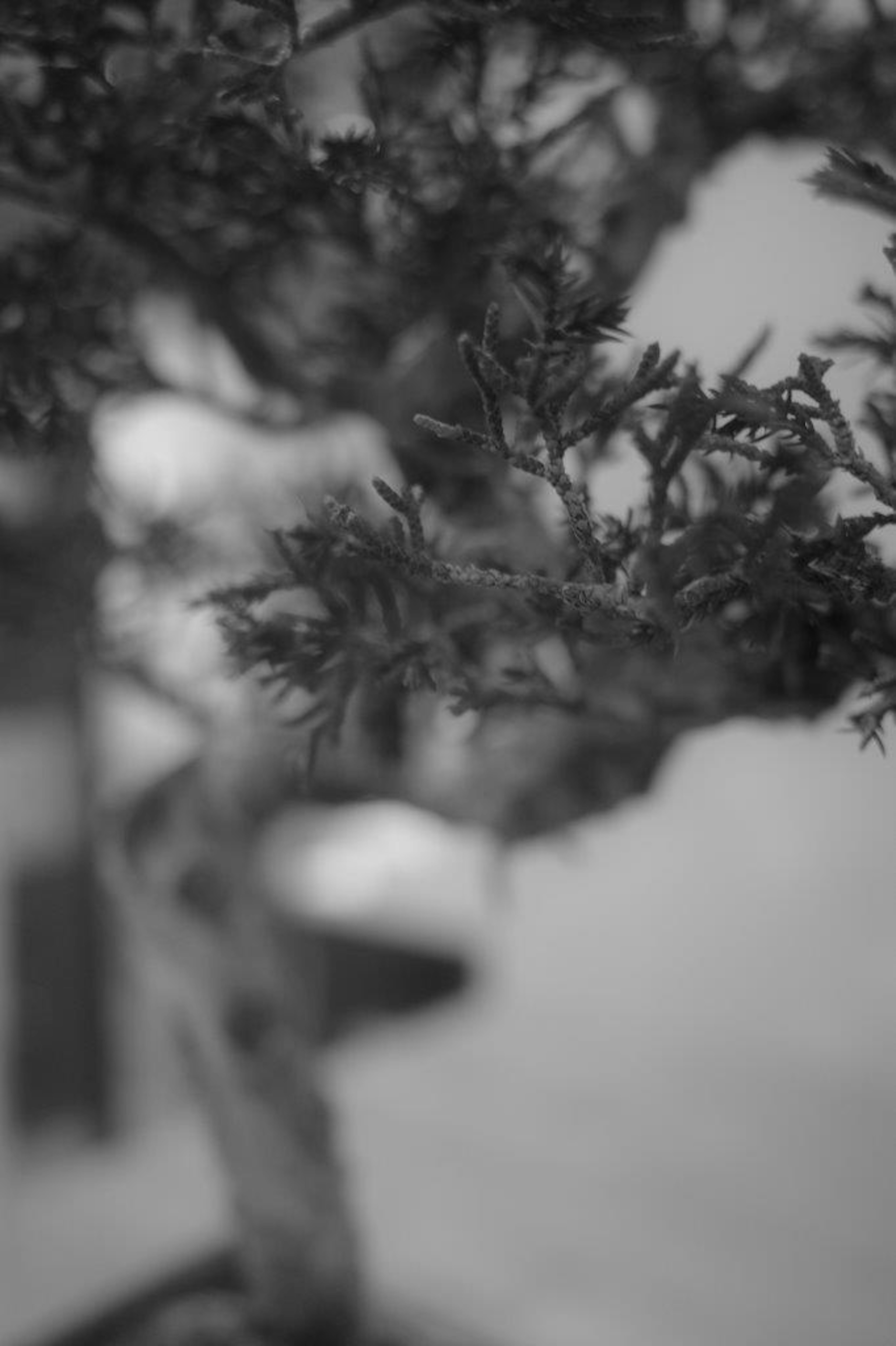 Gros plan d'un bonsaï en noir et blanc