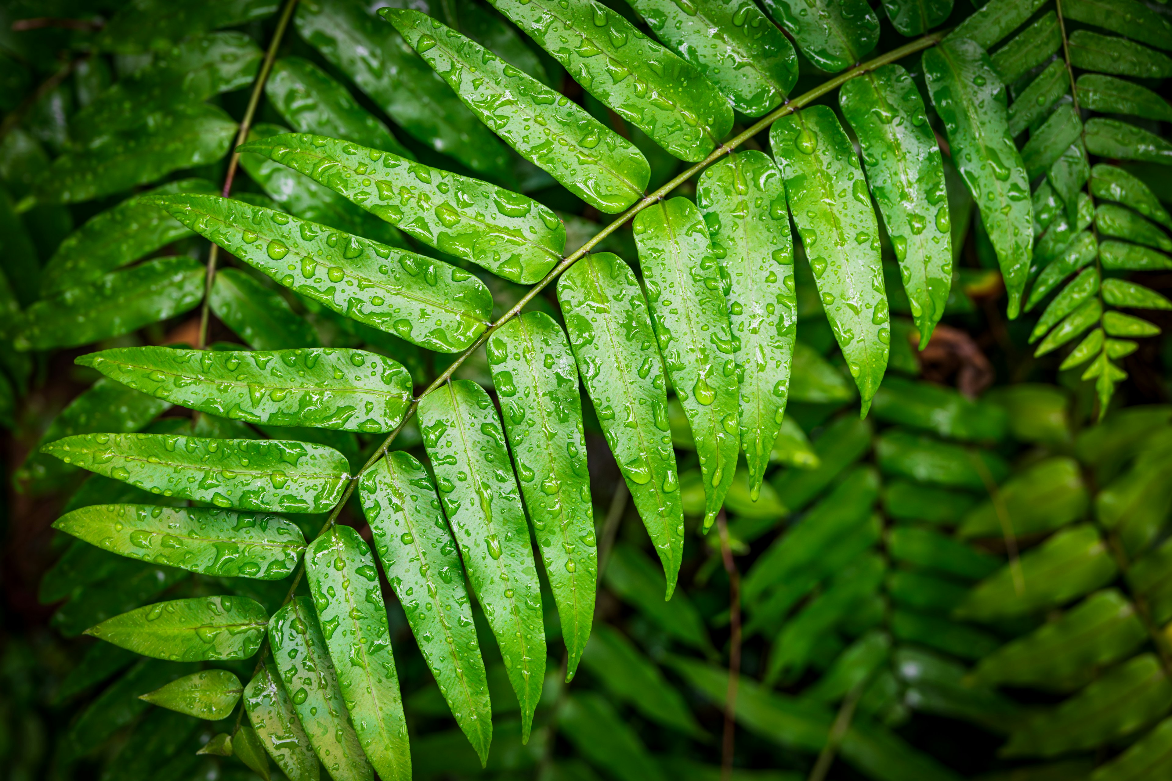 綠色蕨類植物葉子上閃爍著雨滴